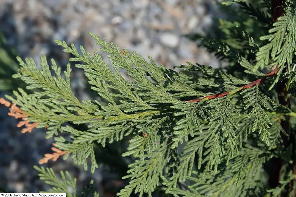 Leyland Cypress (Cupressocyparis X Leylandi) — Tolerates a range of soil types but requires proper drainage