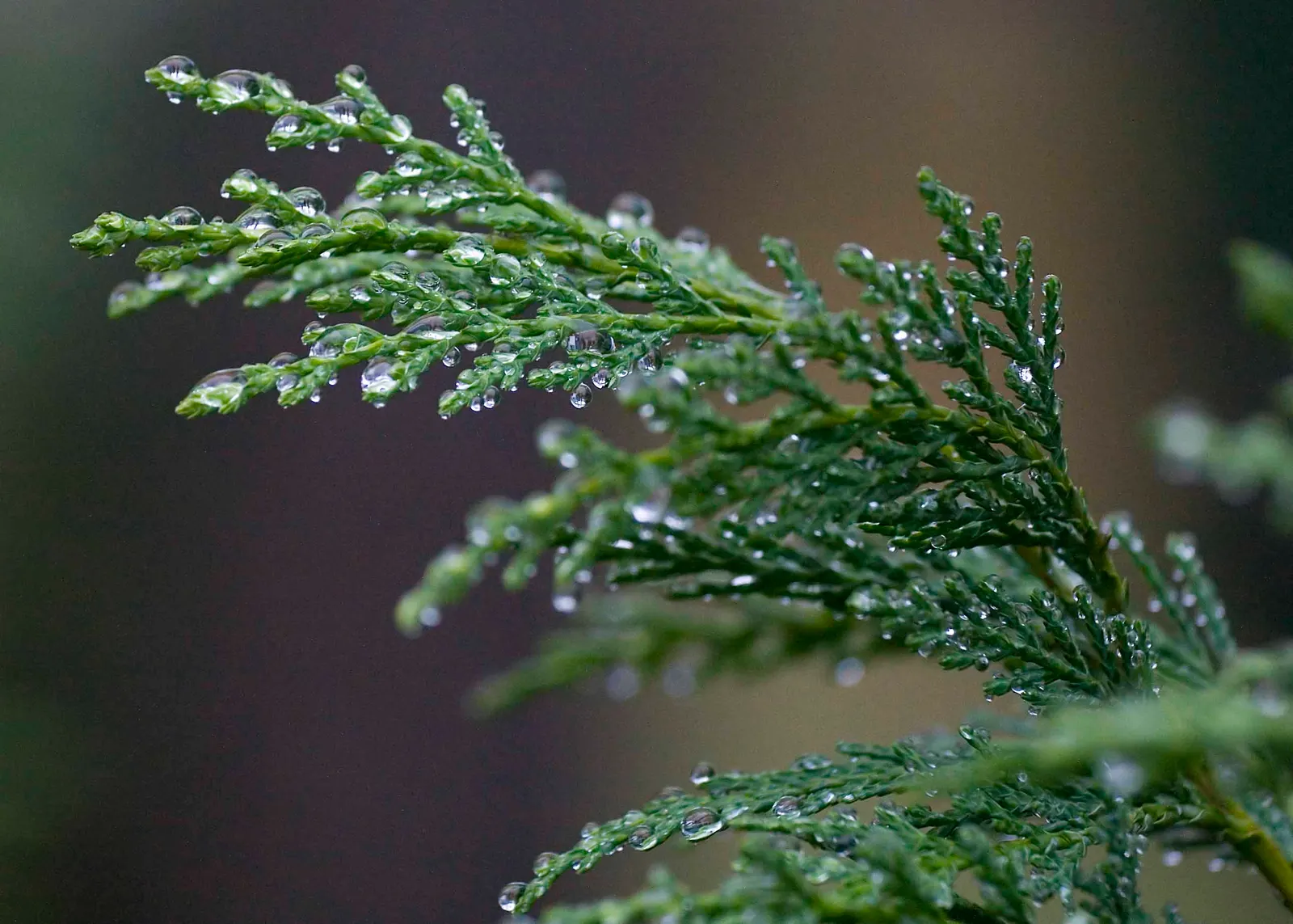 Leyland Cypress (Cupressocyparis X Leylandi) — conifer for full; regular watering is necessary for establishment, but once rooted, the Leyland Cypress is