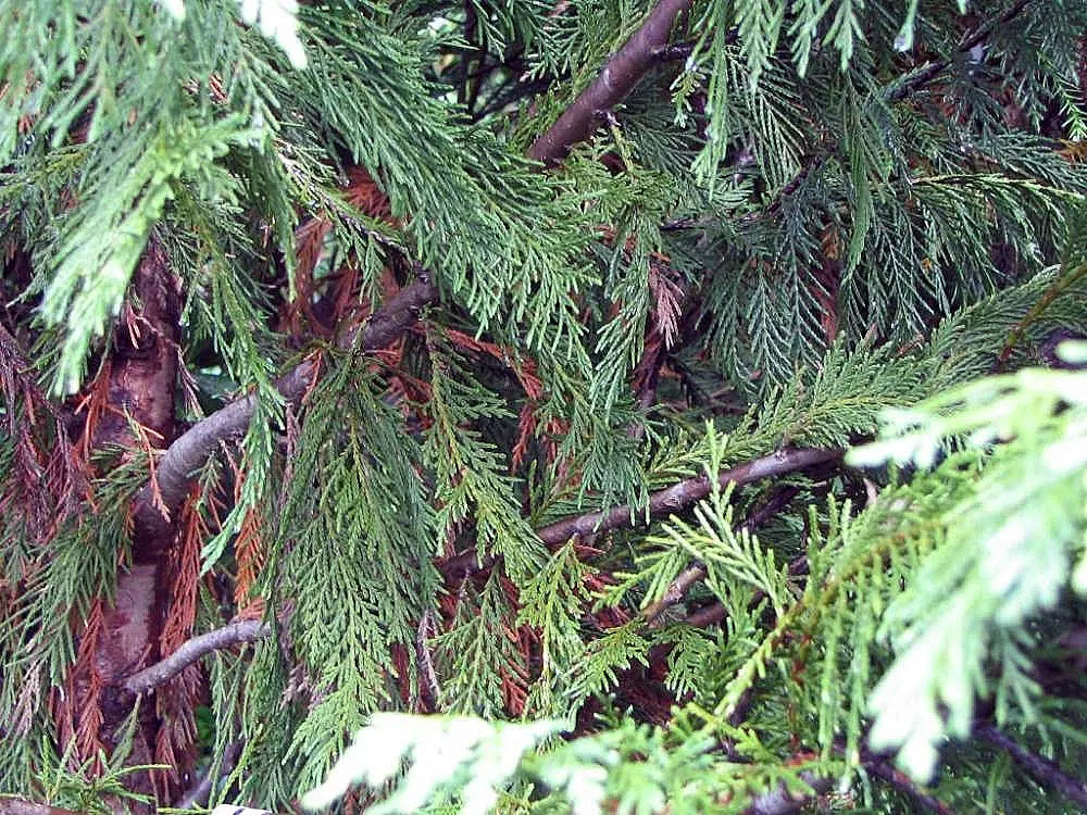 Leyland Cypress (Cupressocyparis X Leylandi) — feathery foliage and rapid growth; the Leyland Cypress prefers full sun but can tolerate partial, image 43