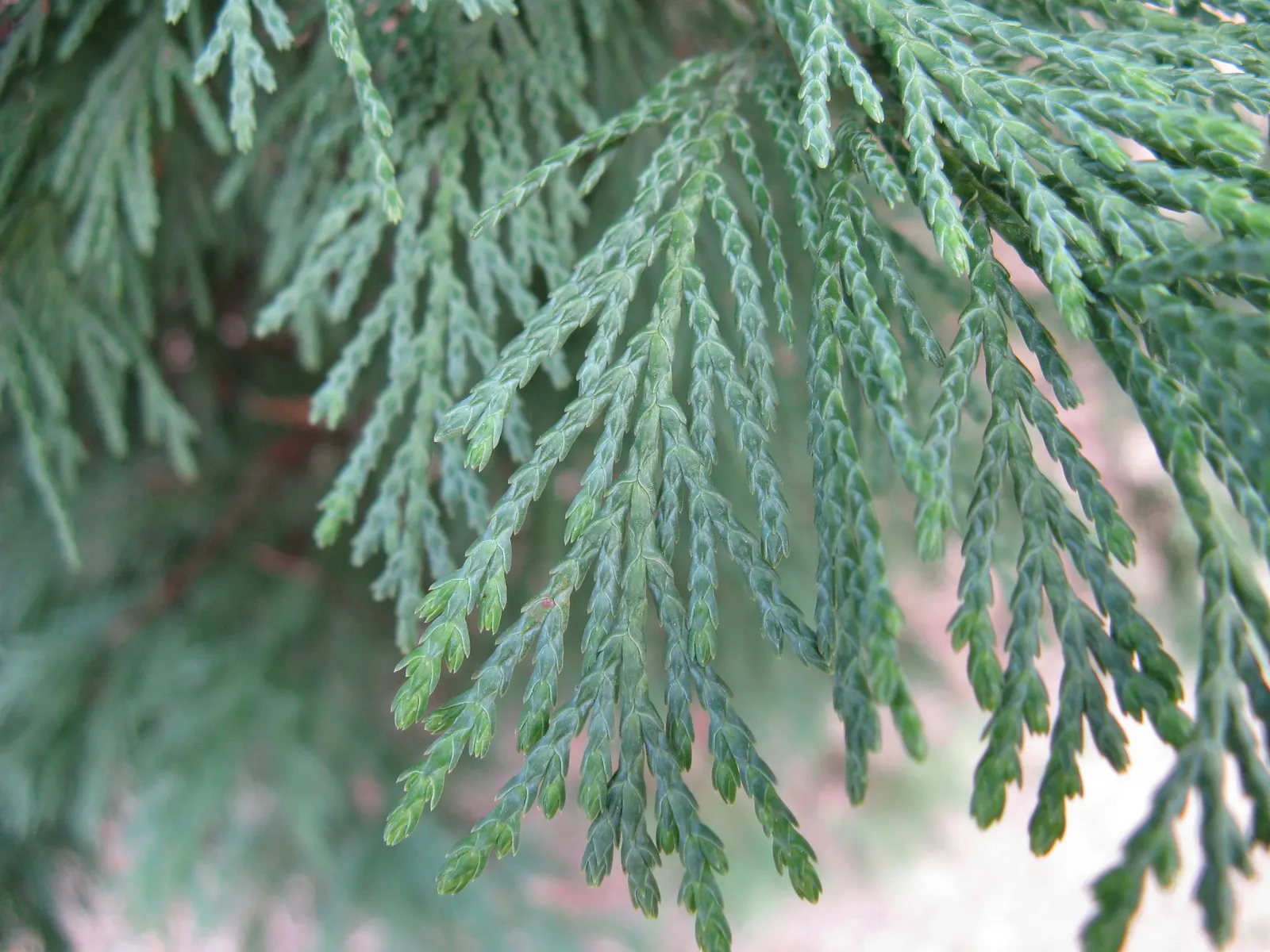 Leyland Cypress (Cupressocyparis X Leylandi) — ideal for privacy hedges and screens; it does best in well-drained soils but is notably adaptable to, image 38