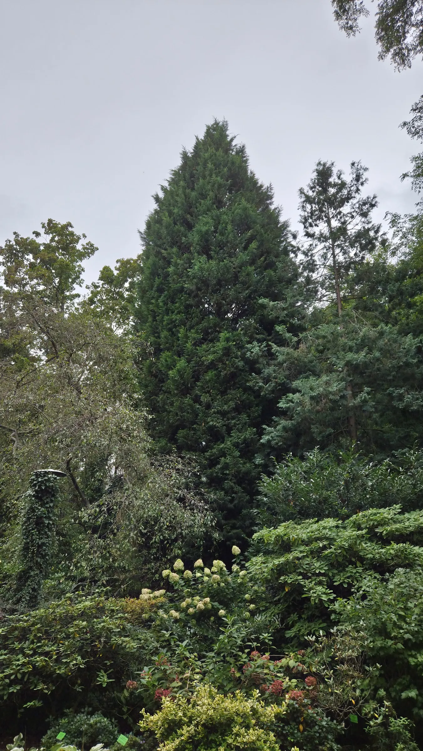 Leyland Cypress (Cupressocyparis X Leylandi) — reaching heights of 60 to 70 feet with a spread of 12 to 20 feet at maturity