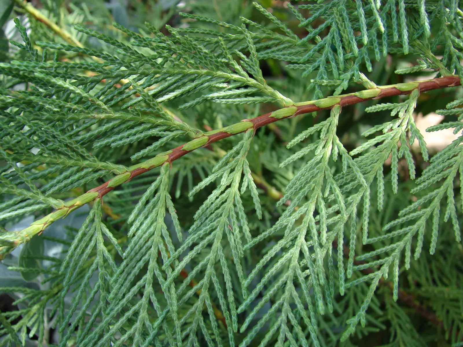 Leyland Cypress (Cupressocyparis X Leylandi) — It may require pruning to maintain a desired shape or to ensure robust health