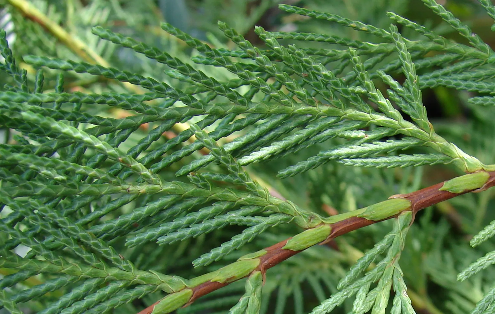 Leyland Cypress (Cupressocyparis X Leylandi) — but beware of extensive trimming which could damage the tree.<br><br>The Leyland Cypress delivers an elegant