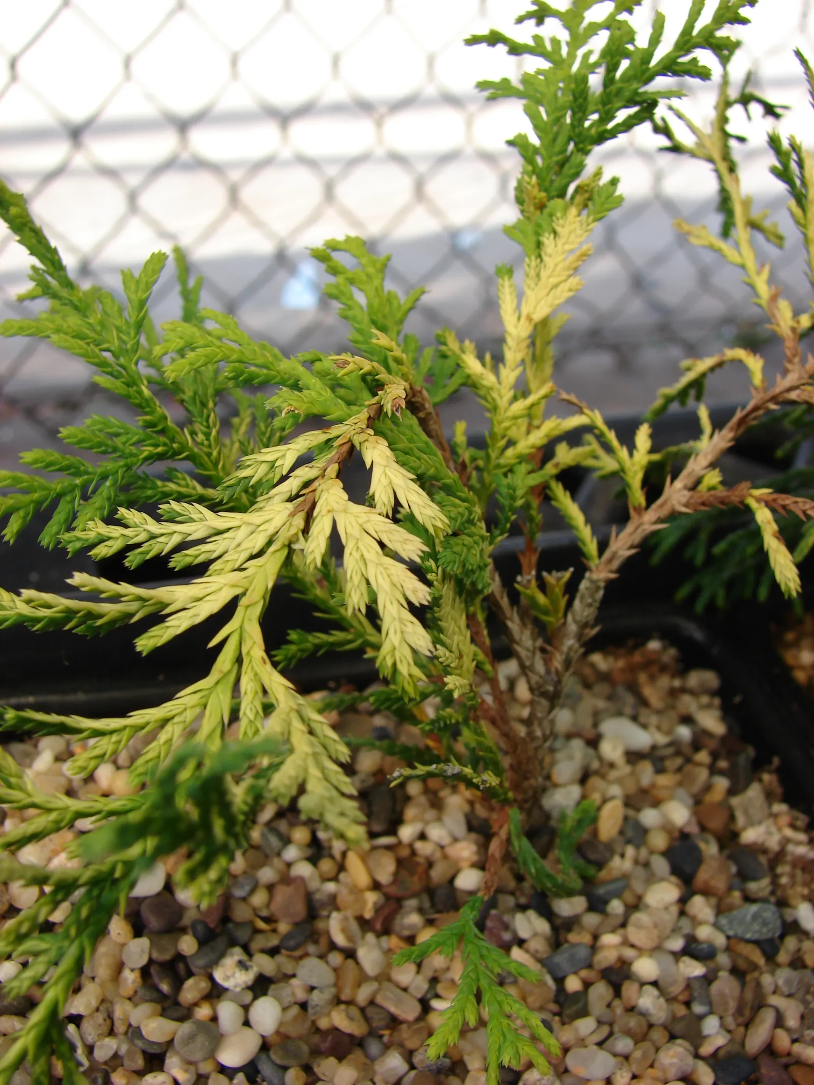 Leyland Cypress (Cupressocyparis X Leylandi) — Hardy in USDA zones 6-10, its dense foliage offers year-round greenery with minimal care; feathery foliage and