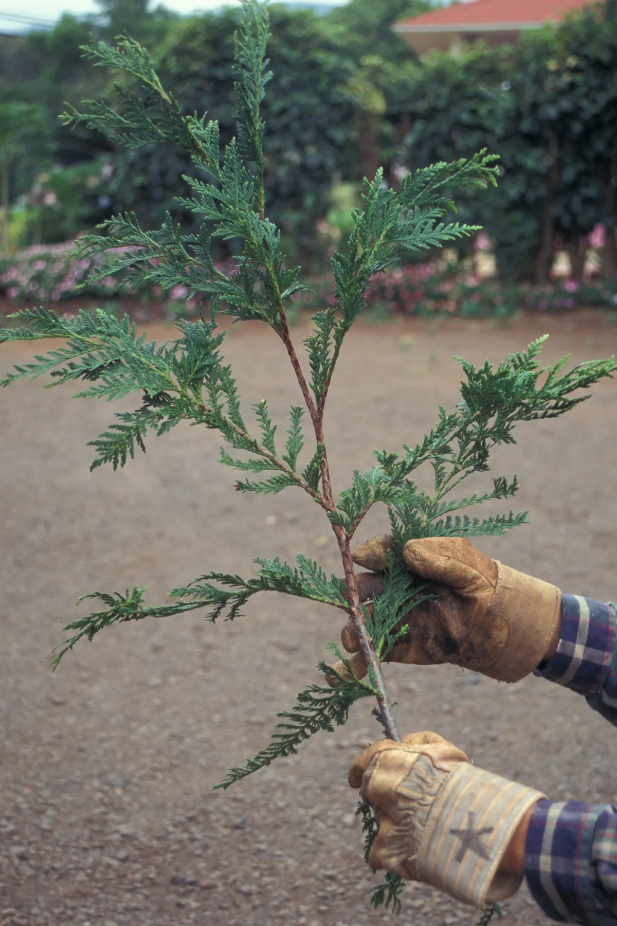 Leyland Cypress (Cupressocyparis X Leylandi) — provided they are not perpetually wet