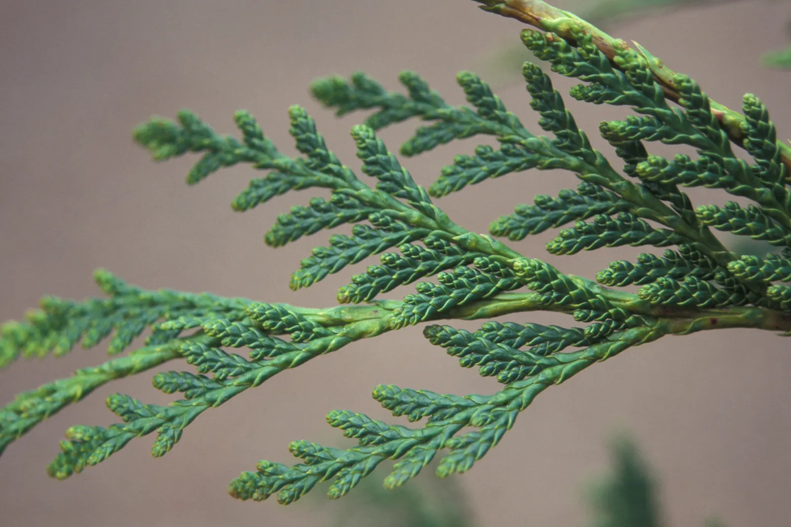 Leyland Cypress (Cupressocyparis X Leylandi) — as this vigorous tree can expand 3 to 4 feet per year.<br><br>When planting