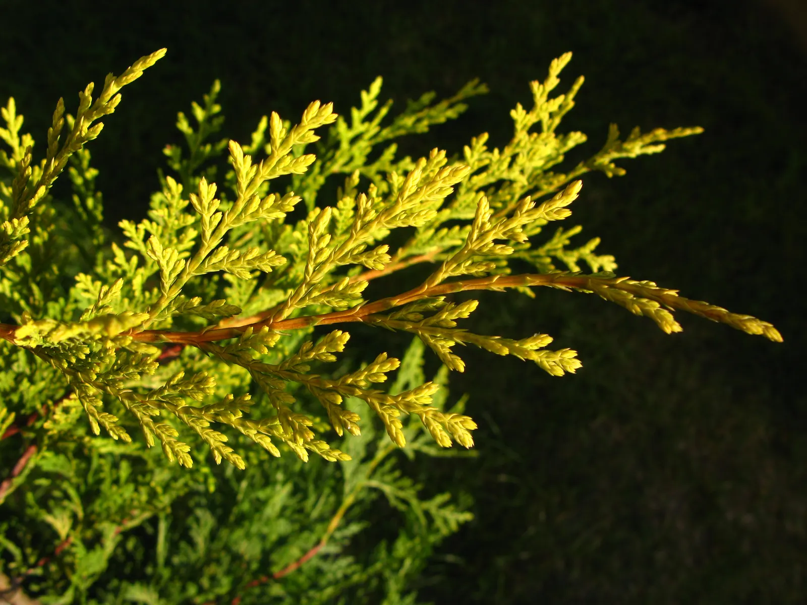 Leyland Cypress (Cupressocyparis X Leylandi) — Hardy in USDA zones 6-10, its dense foliage offers year-round greenery with minimal care