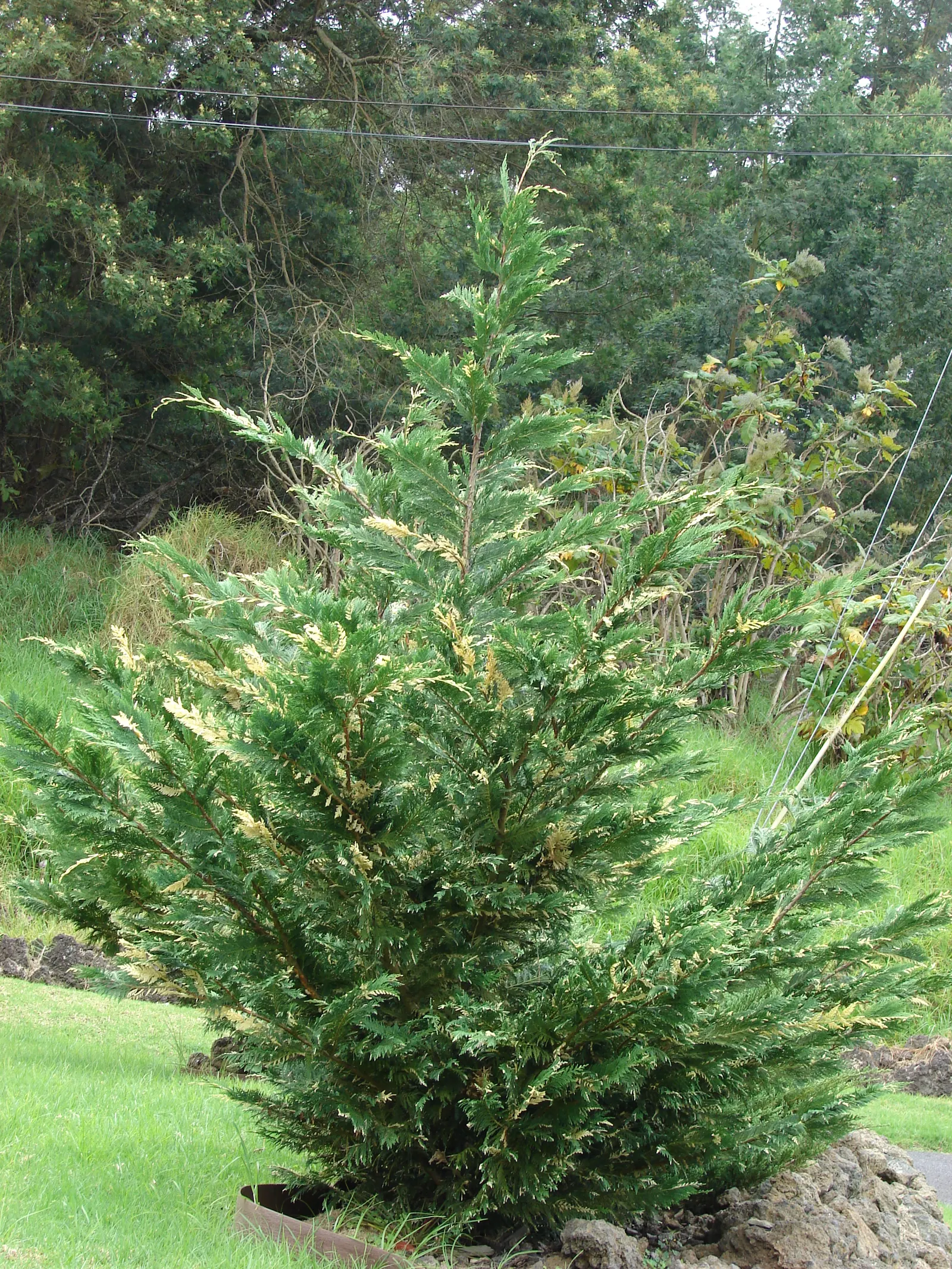 Leyland Cypress (Cupressocyparis X Leylandi) — It may require pruning to maintain a desired shape or to ensure robust health; the Leyland Cypress