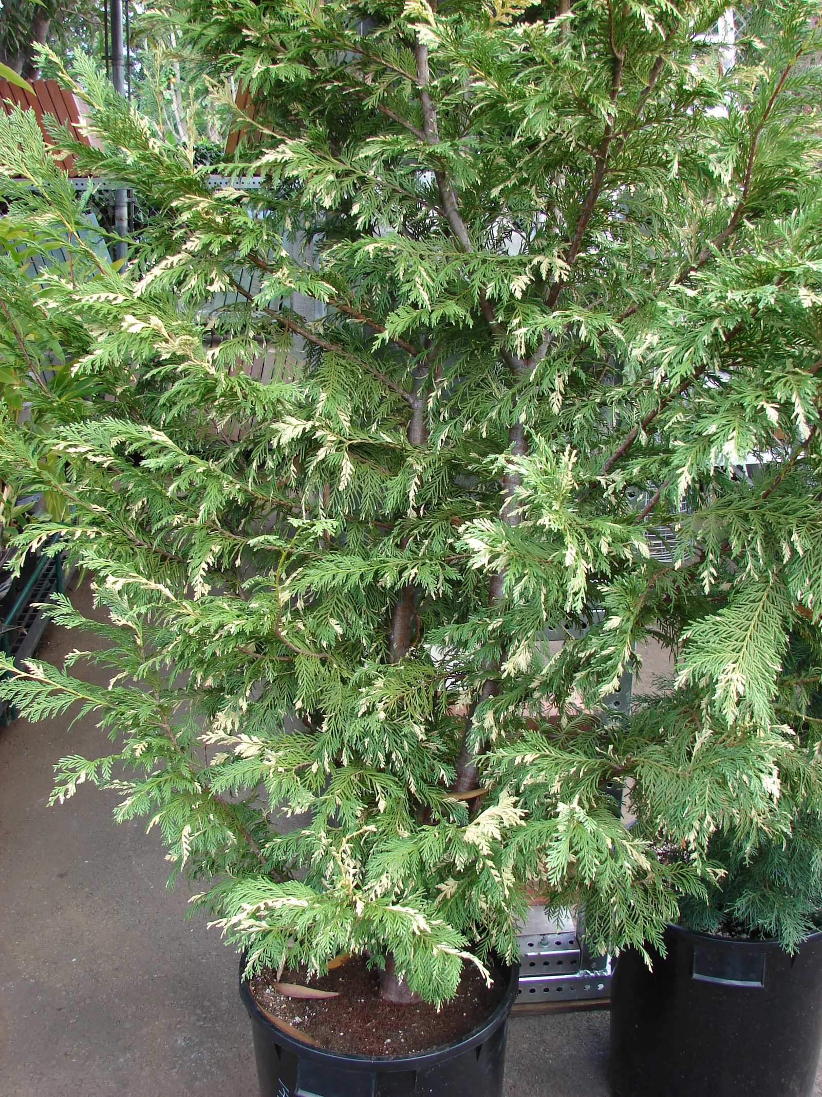 Leyland Cypress (Cupressocyparis X Leylandi) — Space trees 6-10 feet apart for a tight hedge; as this vigorous tree can expand 3 to 4 feet per