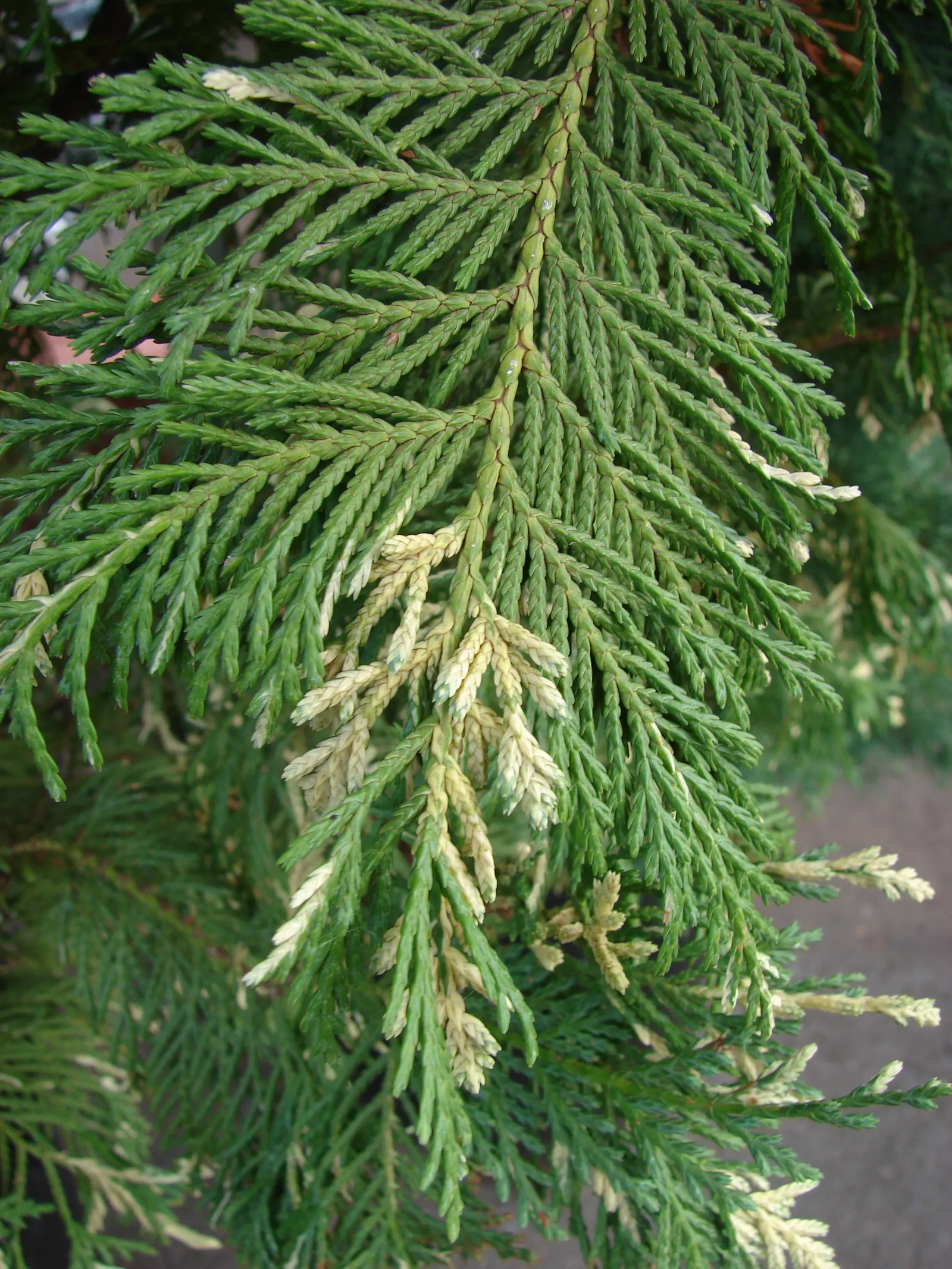 Leyland Cypress (Cupressocyparis X Leylandi) — This hybrid is well-suited for privacy screens and windbreaks due to its tall and narrow form; but beware of