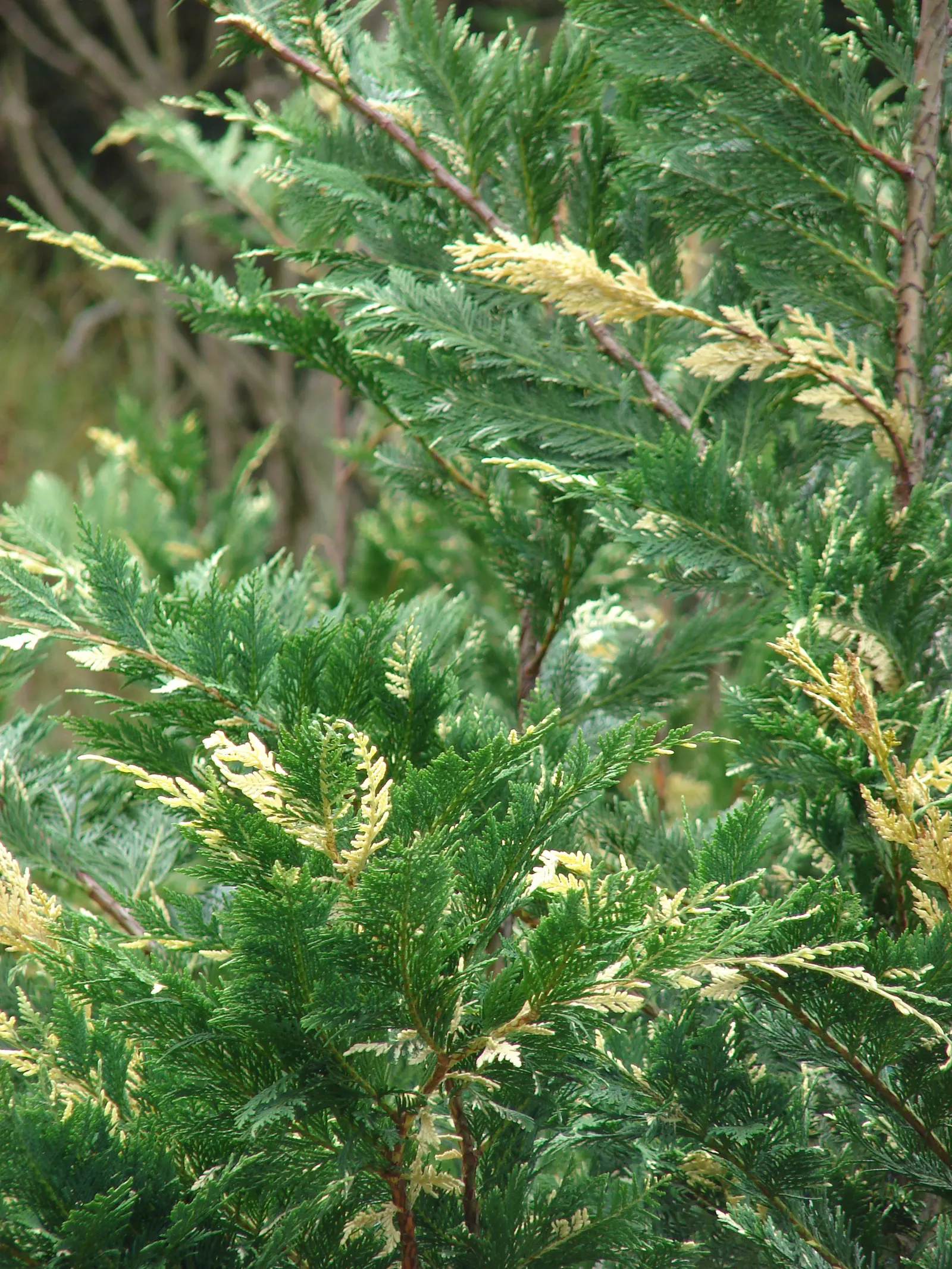 Leyland Cypress (Cupressocyparis X Leylandi) — ideal for privacy hedges and screens