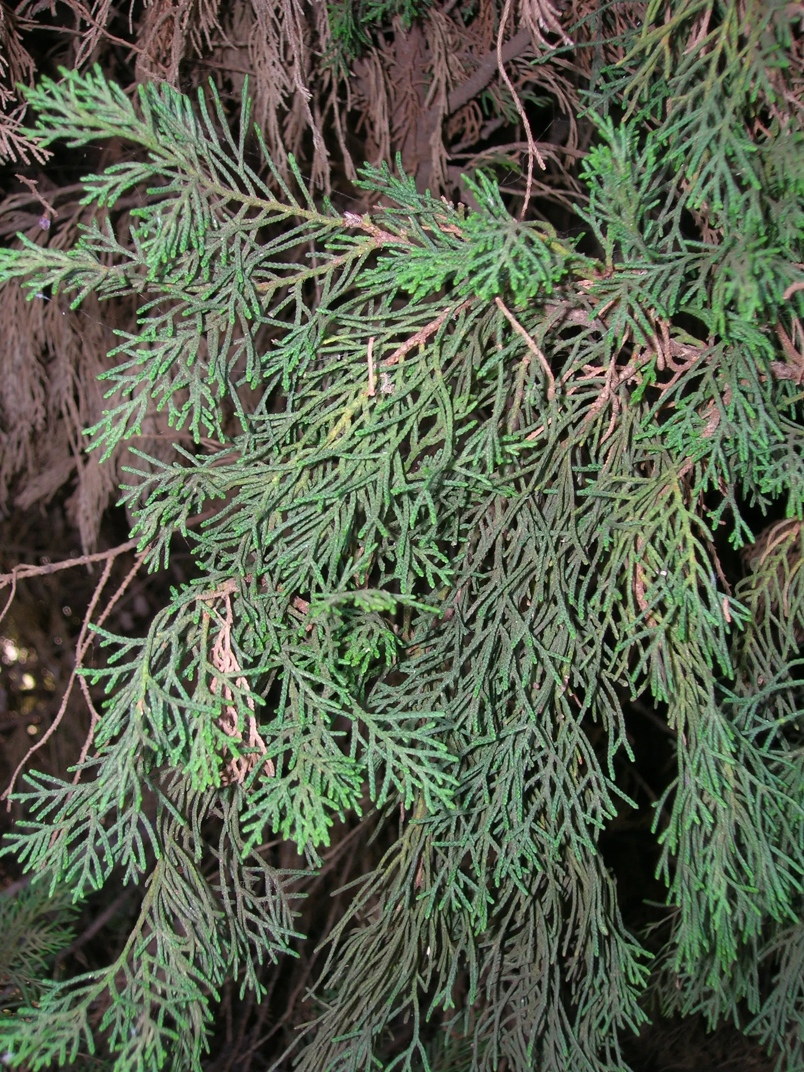 Leyland Cypress (Cupressocyparis X Leylandi) — but beware of extensive trimming which could damage the tree.<br><br>The Leyland Cypress delivers an, image 35