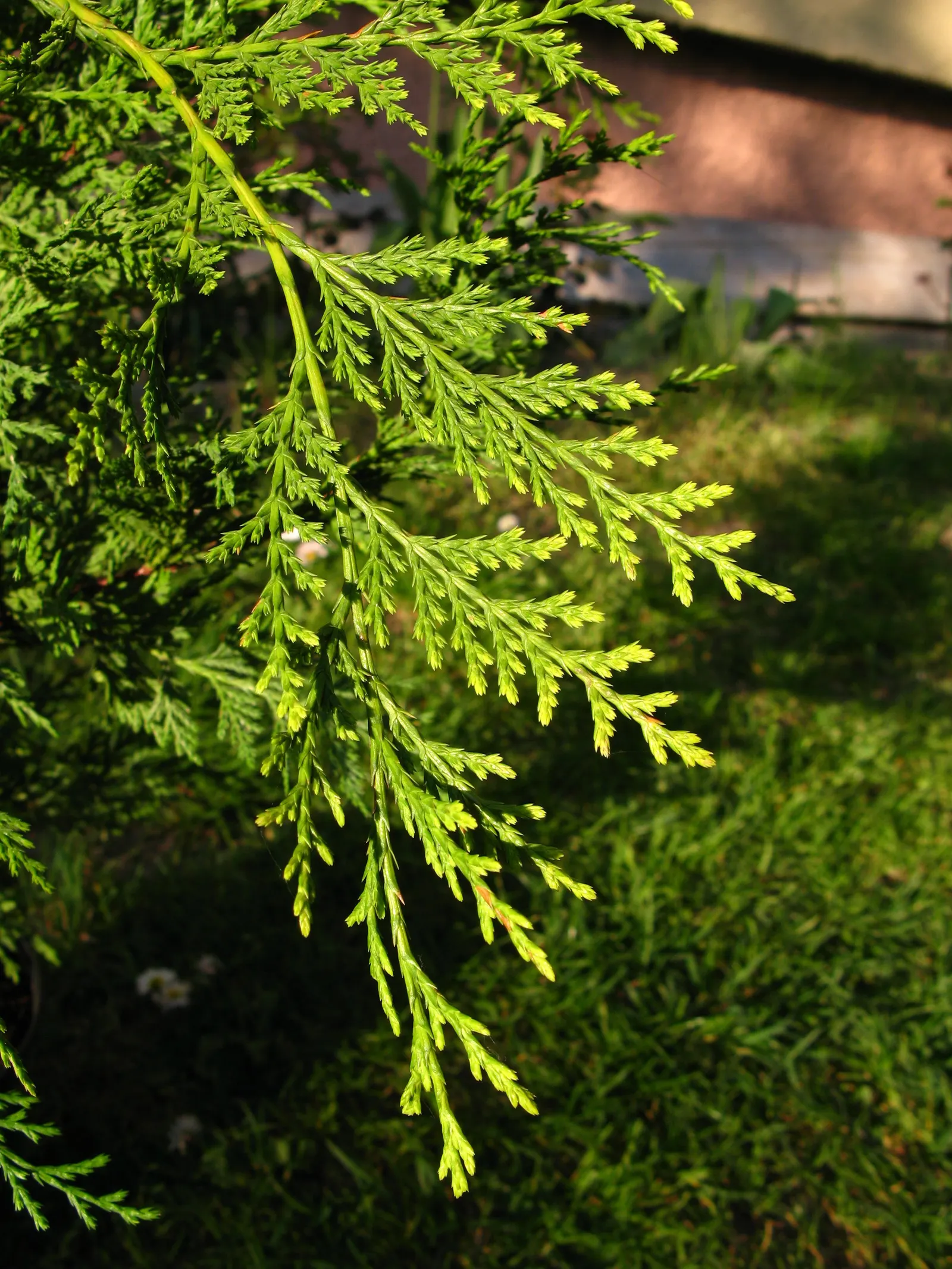 Leyland Cypress (Cupressocyparis X Leylandi) — the Leyland Cypress prefers full sun but can tolerate partial shade