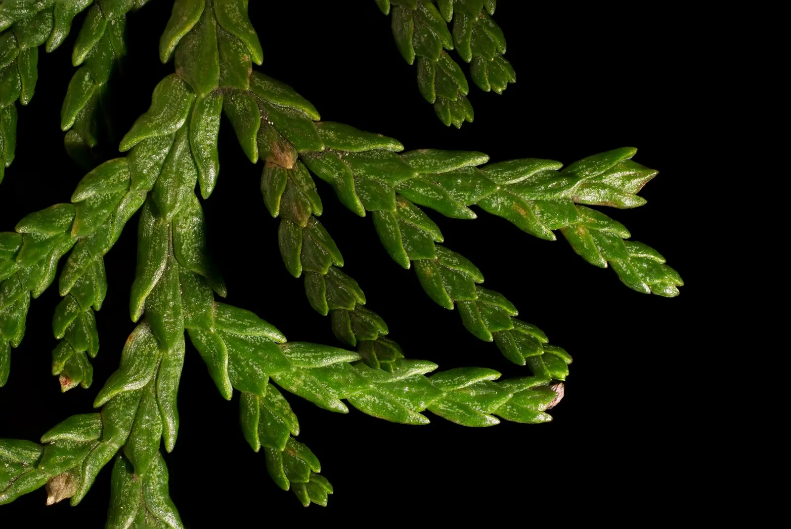 Leyland Cypress (Cupressocyparis X Leylandi) — The Leyland Cypress (Cupressocyparis x leylandii) is a fast-growing conifer; hardy in USDA zones 6-10, its dense