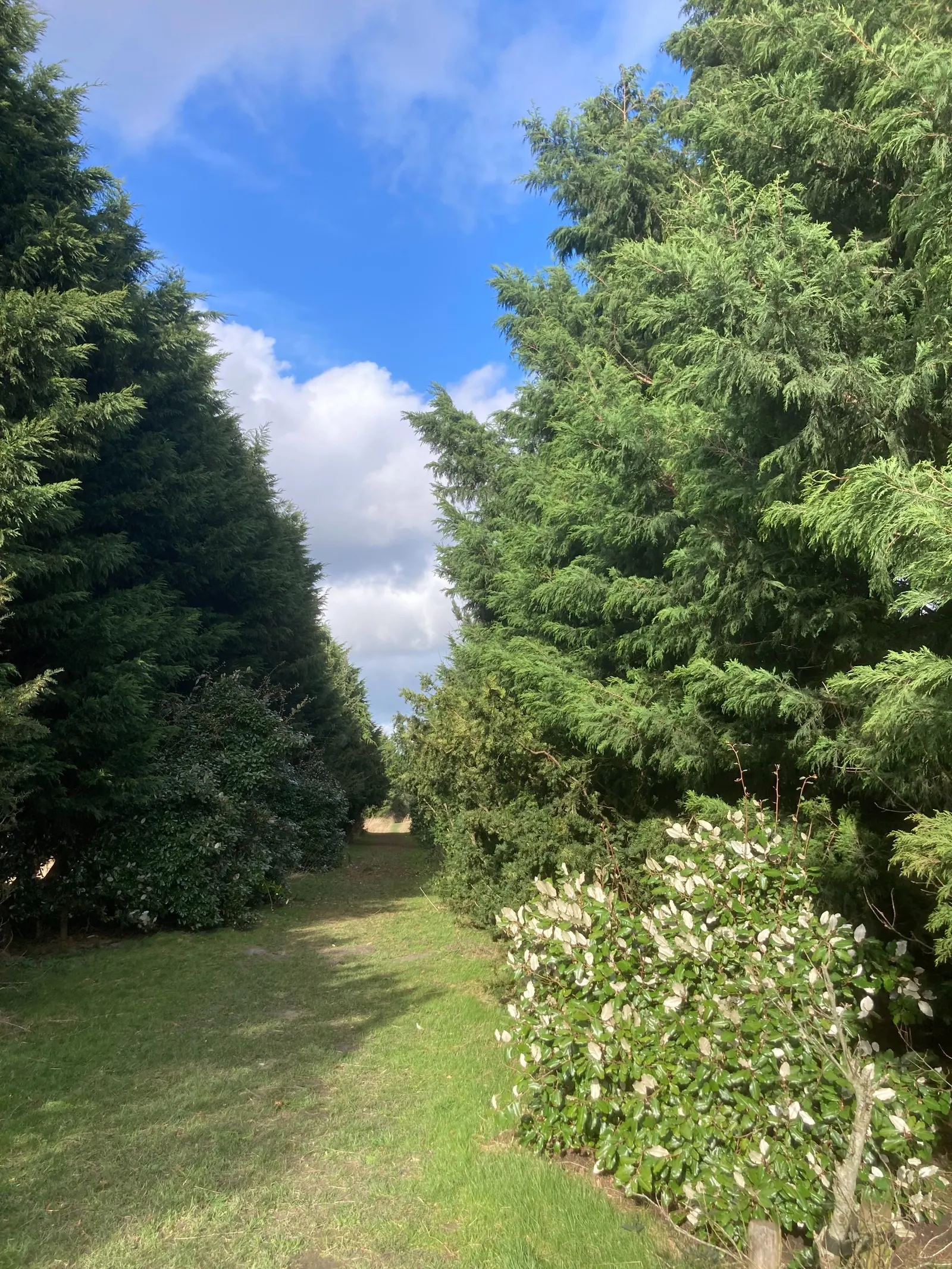 Leyland Cypress (Cupressocyparis X Leylandi) — This hybrid is well-suited for privacy screens and windbreaks due to its tall and narrow form