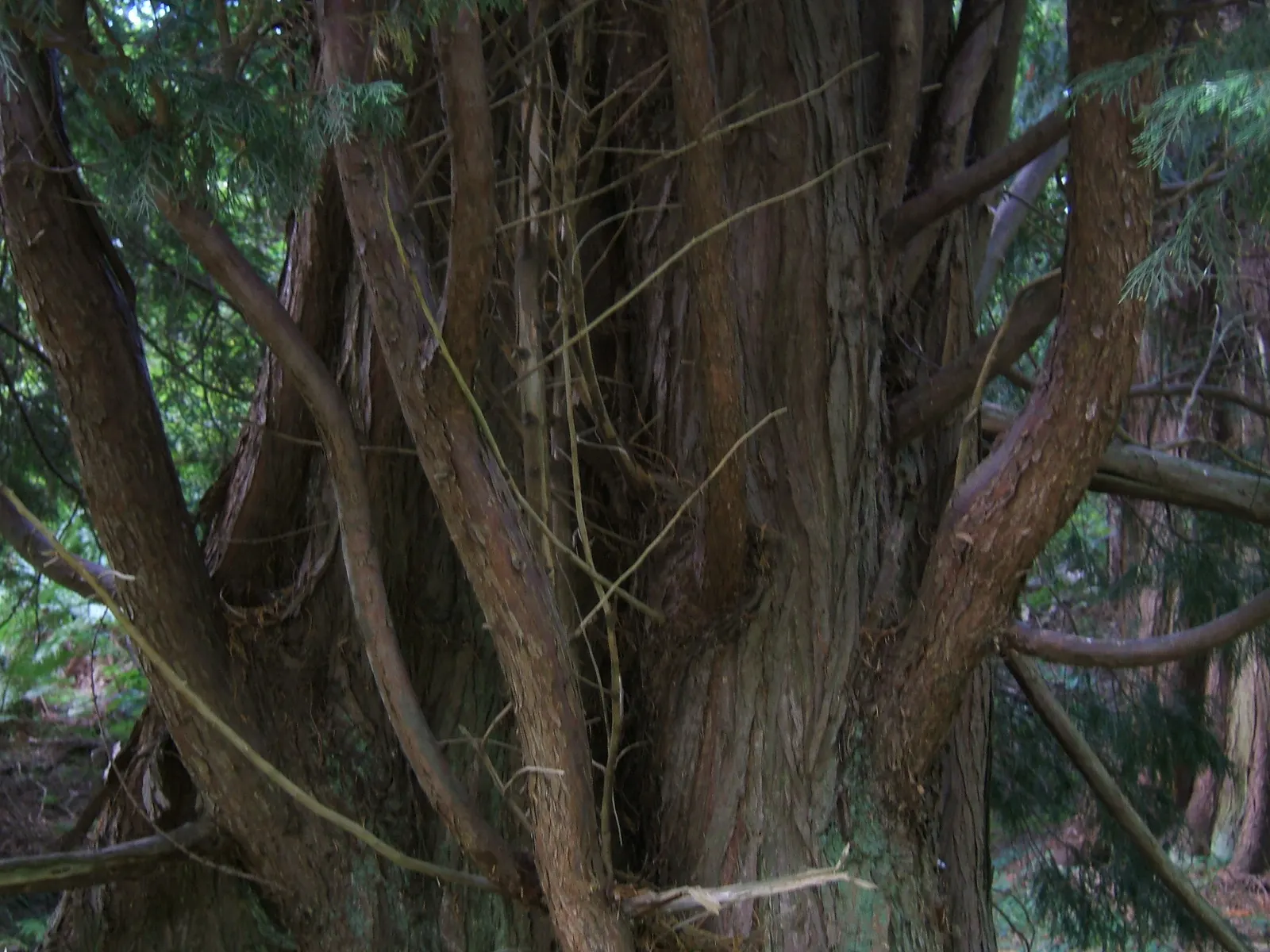 Leyland Cypress (Cupressocyparis X Leylandi) — feathery foliage and rapid growth
