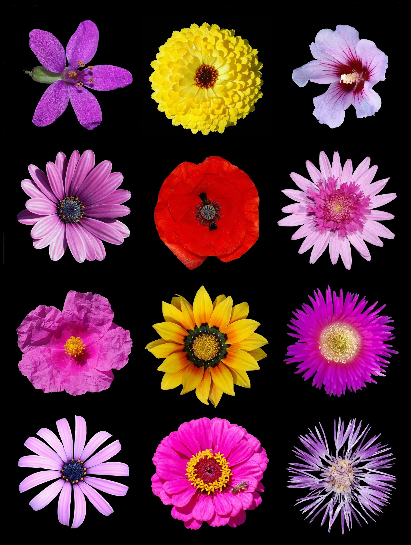 Pink Marguerite Daisy (Argyranthemum Frutescens 'Pink') — daisy-like blooms spanning about 2-3 inches across