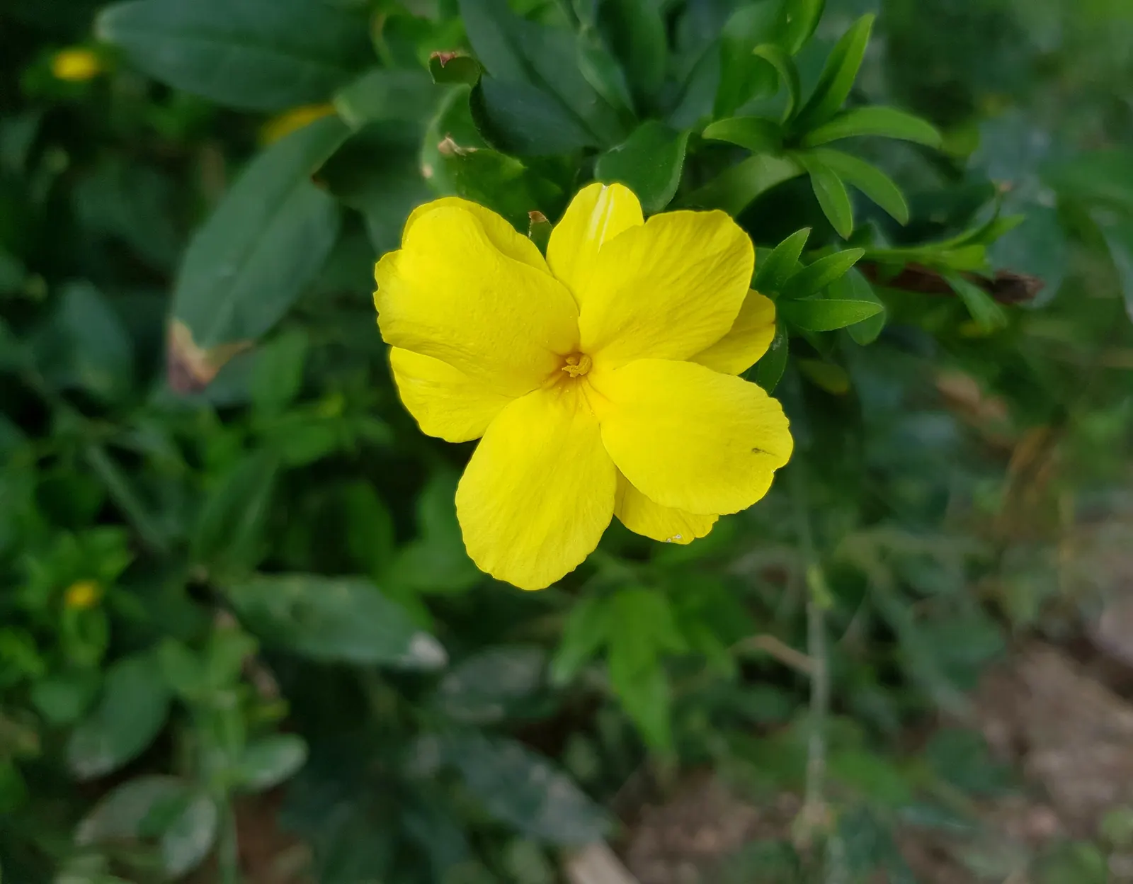 Primrose Jasmine (Jasminum Angulare) — approximately 1 to 2 inches in diameter