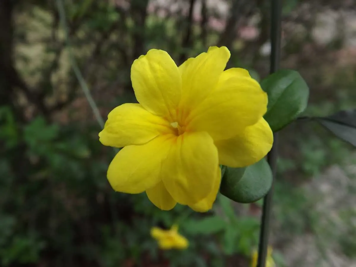 Primrose Jasmine (Jasminum Angulare) — Ideal for hedges or trellises; shrub for full or half