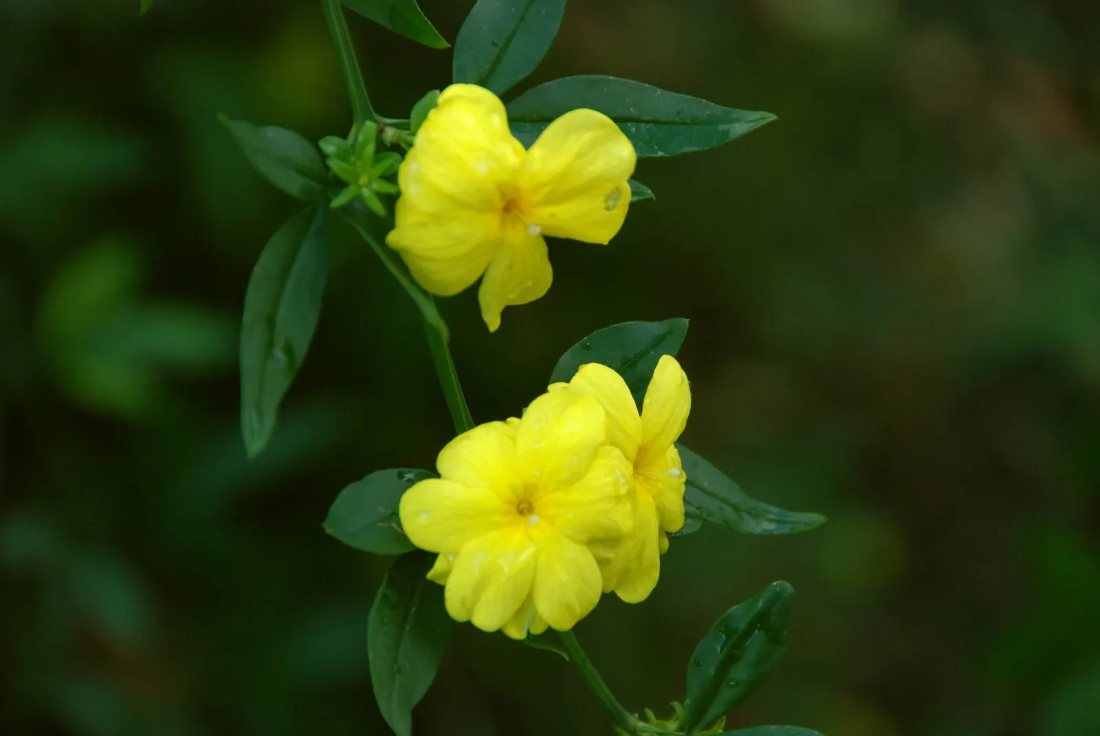 Primrose Jasmine (Jasminum Angulare) — present in loose clusters and exude a subtle