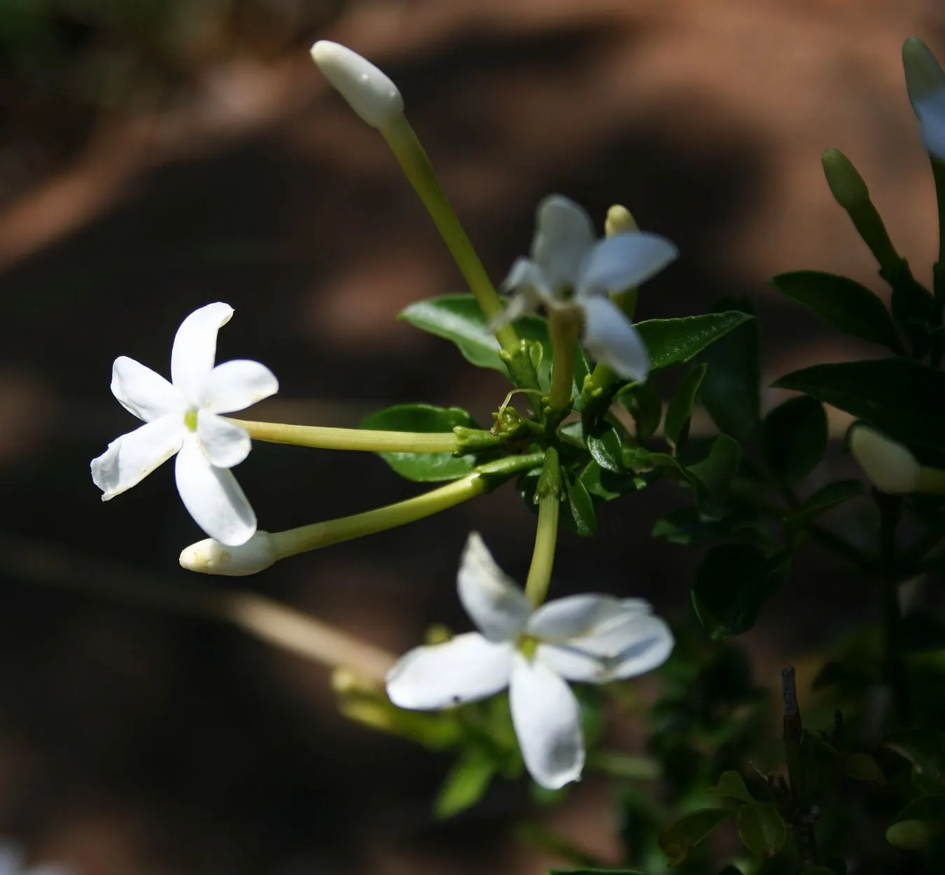 Primrose Jasmine (Jasminum Angulare) — Ideal for hedges or trellises; shrub for full or half, image 54