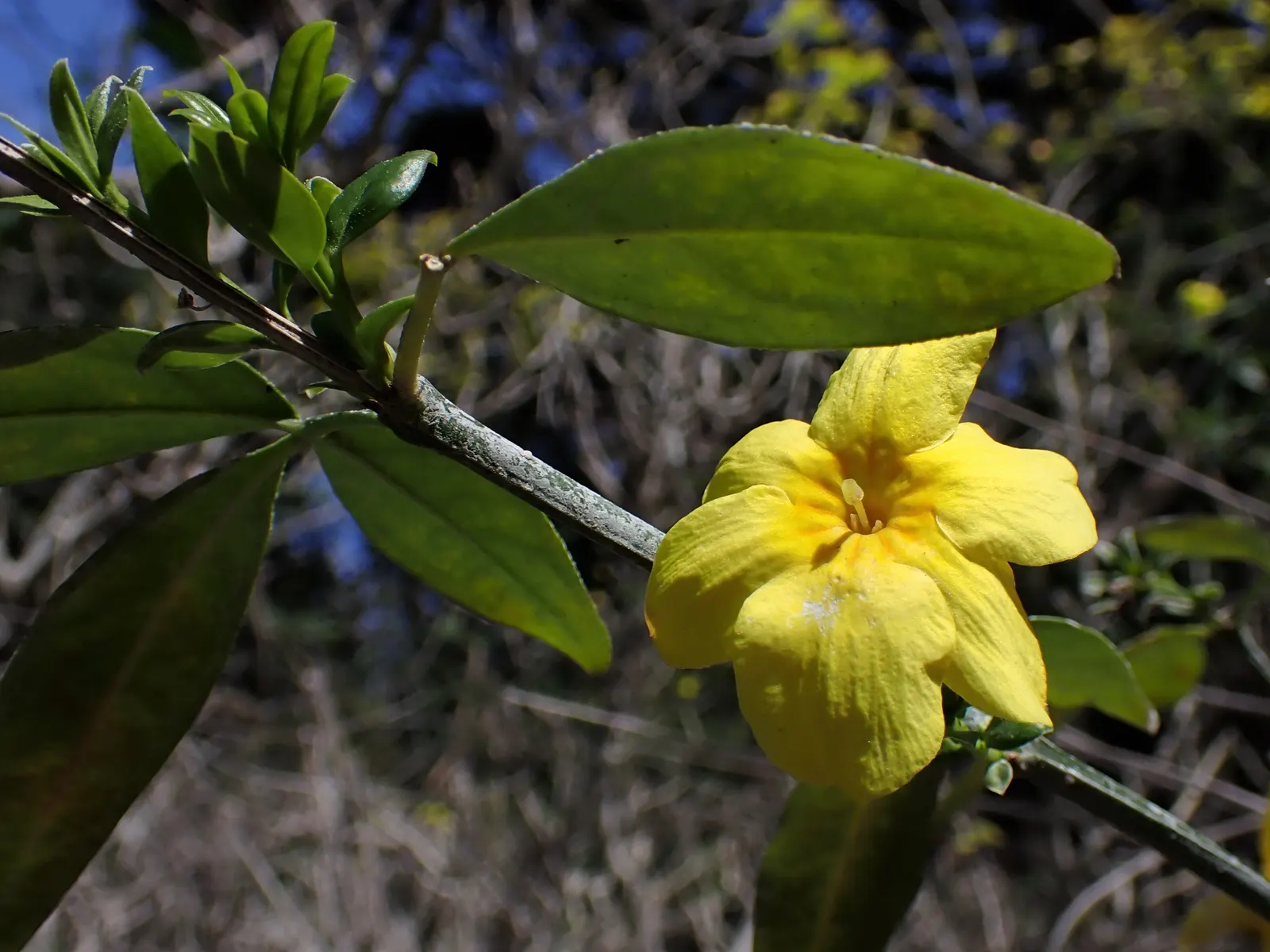 Primrose Jasmine (Jasminum Angulare) — graces landscapes with arching branches up to 10 feet wide and long; the Primrose Jasmine is adorned with bright