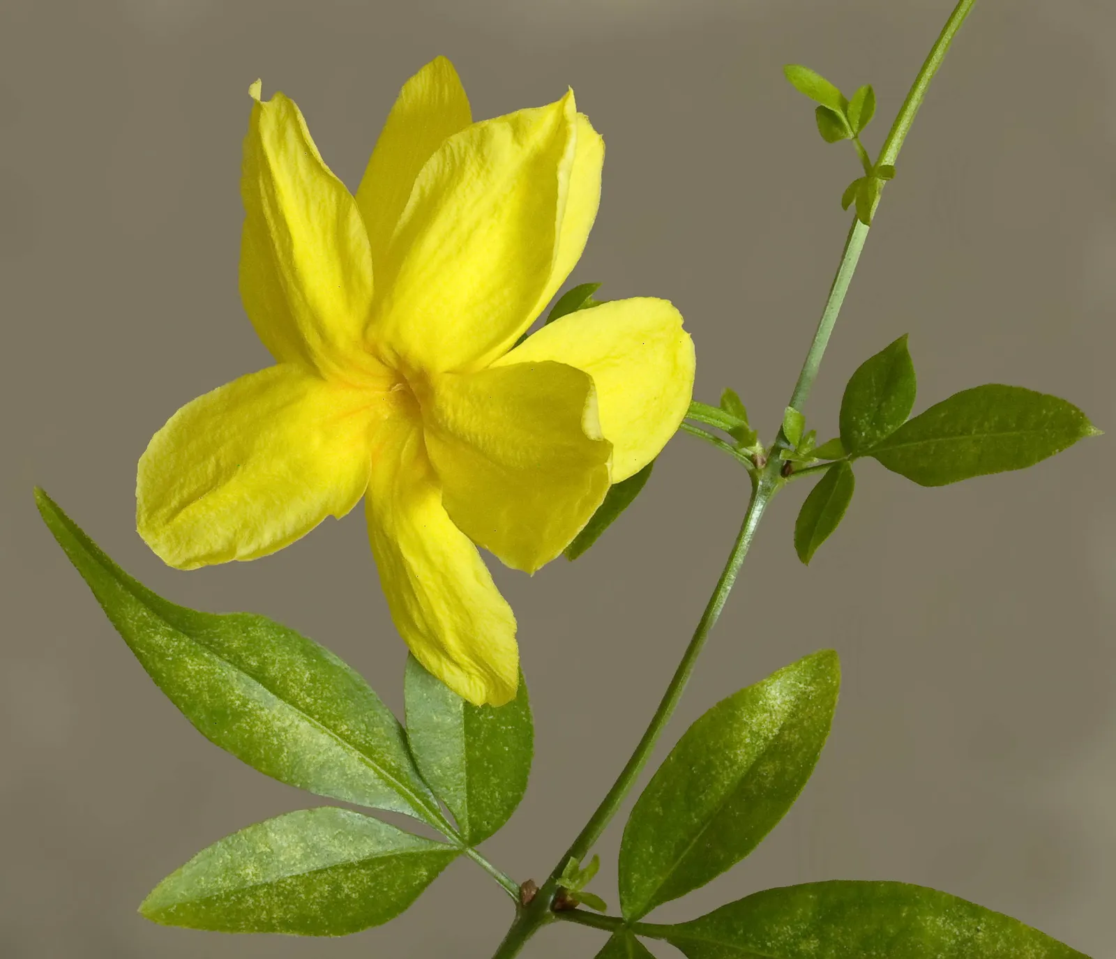 Primrose Jasmine (Jasminum Angulare) — Primrose Jasmine (Jasminum mesnyi); ideal for hedges or trellises