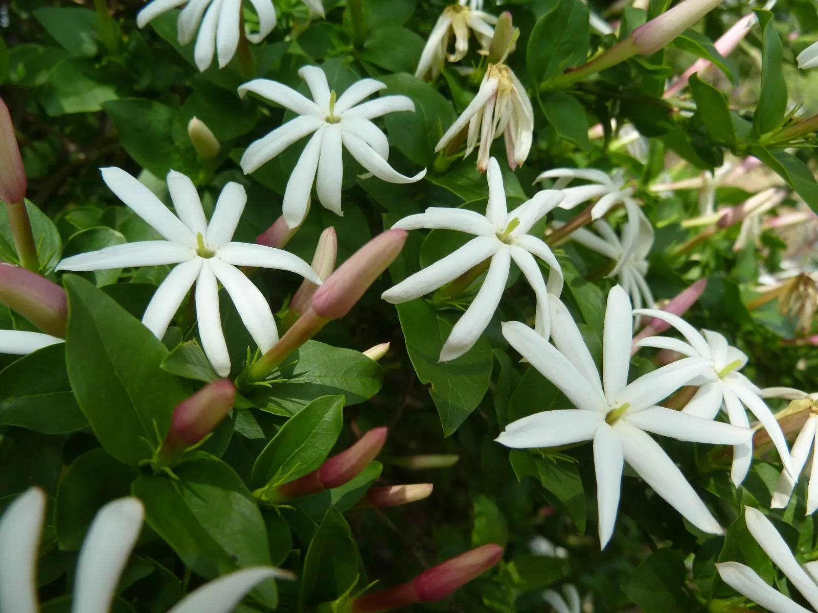 Primrose Jasmine (Jasminum Angulare) — making it a reliable and low-maintenance choice for gardeners looking to create a peaceful; minimal pruning is needed