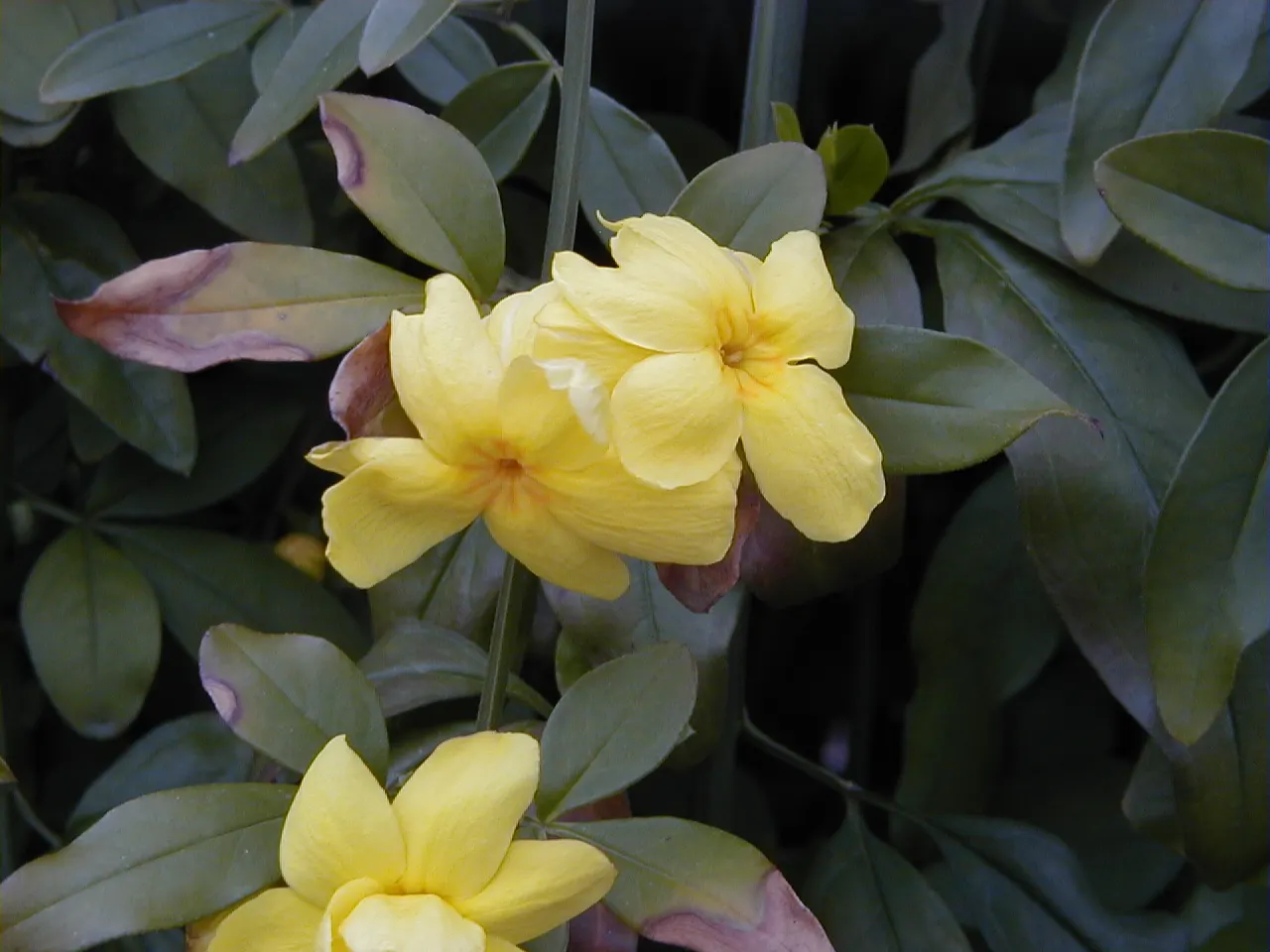 Primrose Jasmine (Jasminum Angulare) — green stems that give it an informal; though it flourishes best in well-drained soils enriched with organic matter