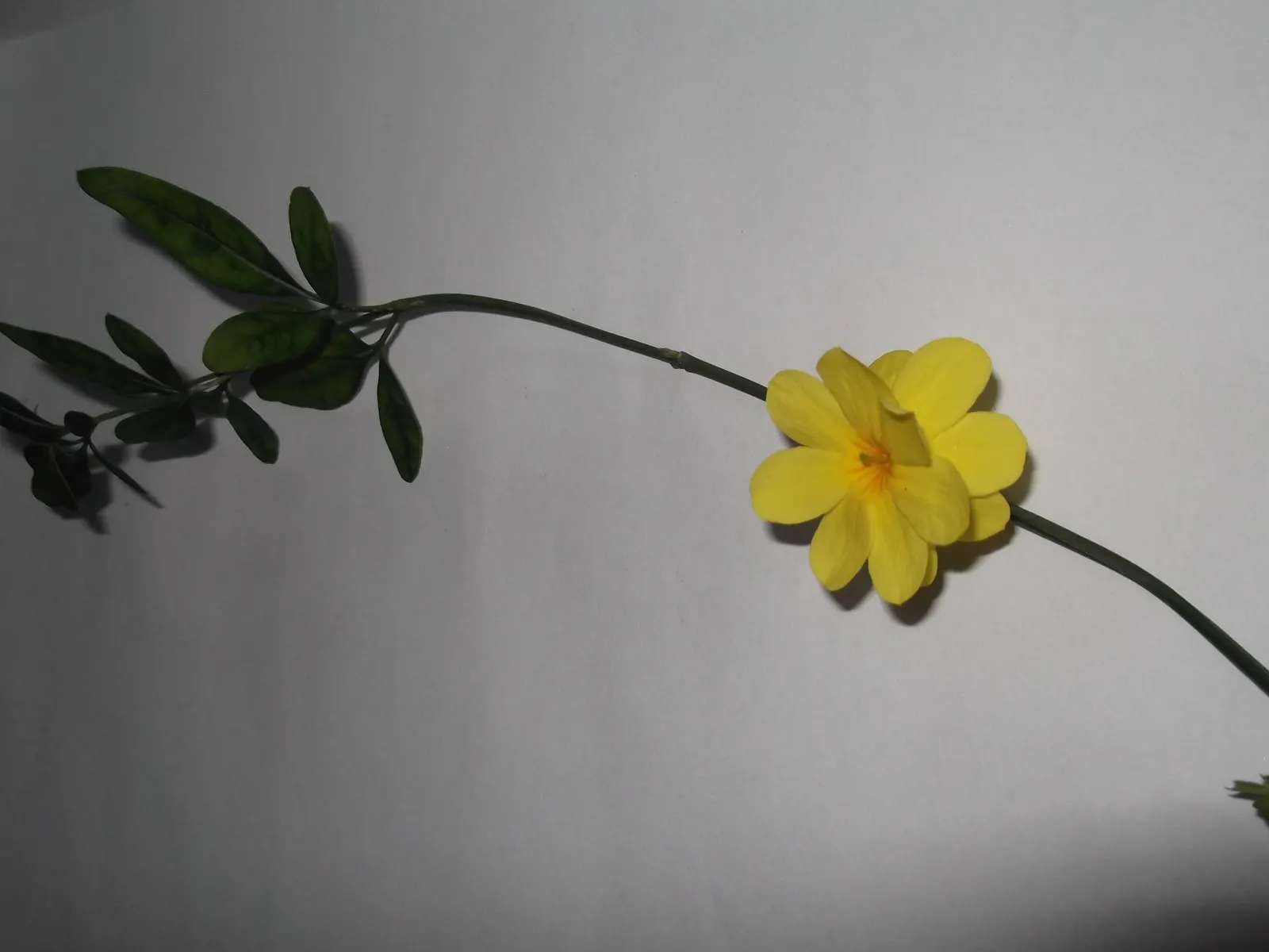 Primrose Jasmine (Jasminum Angulare) — the Primrose Jasmine is adorned with bright; shrub with white blooms