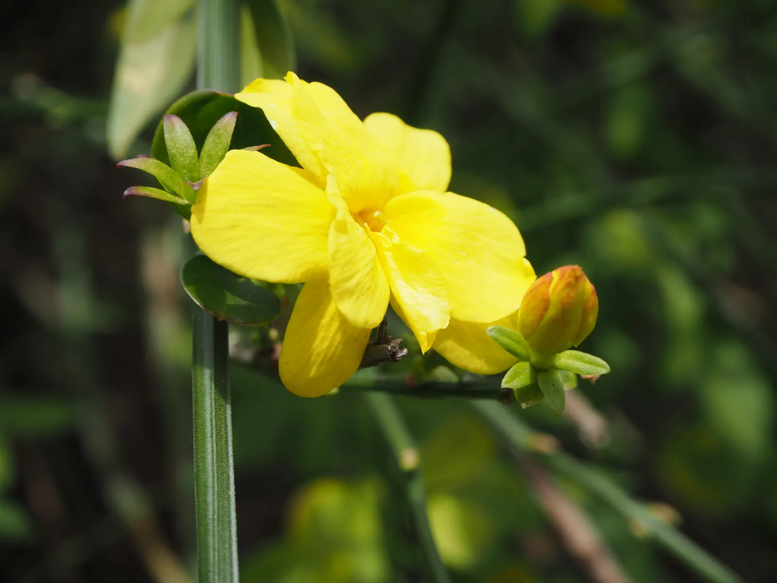 Primrose Jasmine (Jasminum Angulare) — though it flourishes best in well-drained soils enriched with organic matter