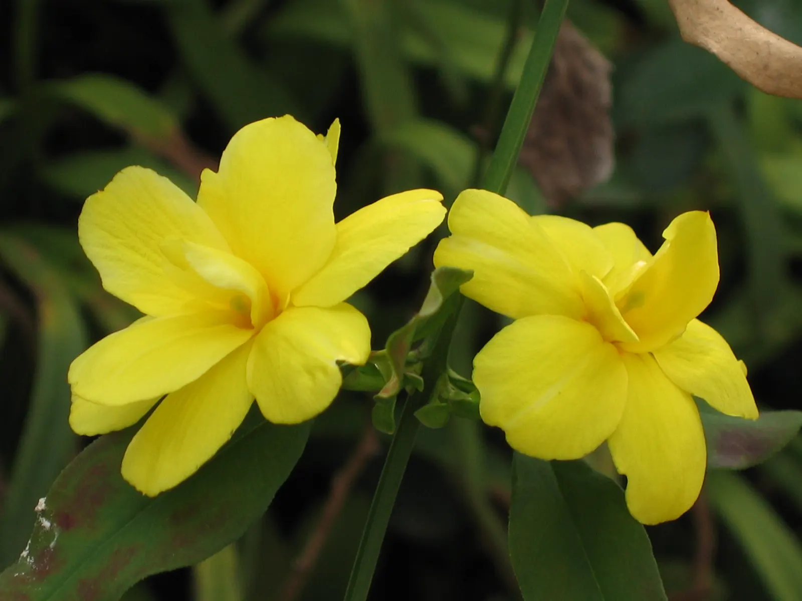 Primrose Jasmine (Jasminum Angulare) — evergreen shrub that adds a touch of year-round greenery and seasonal florals to any landscape