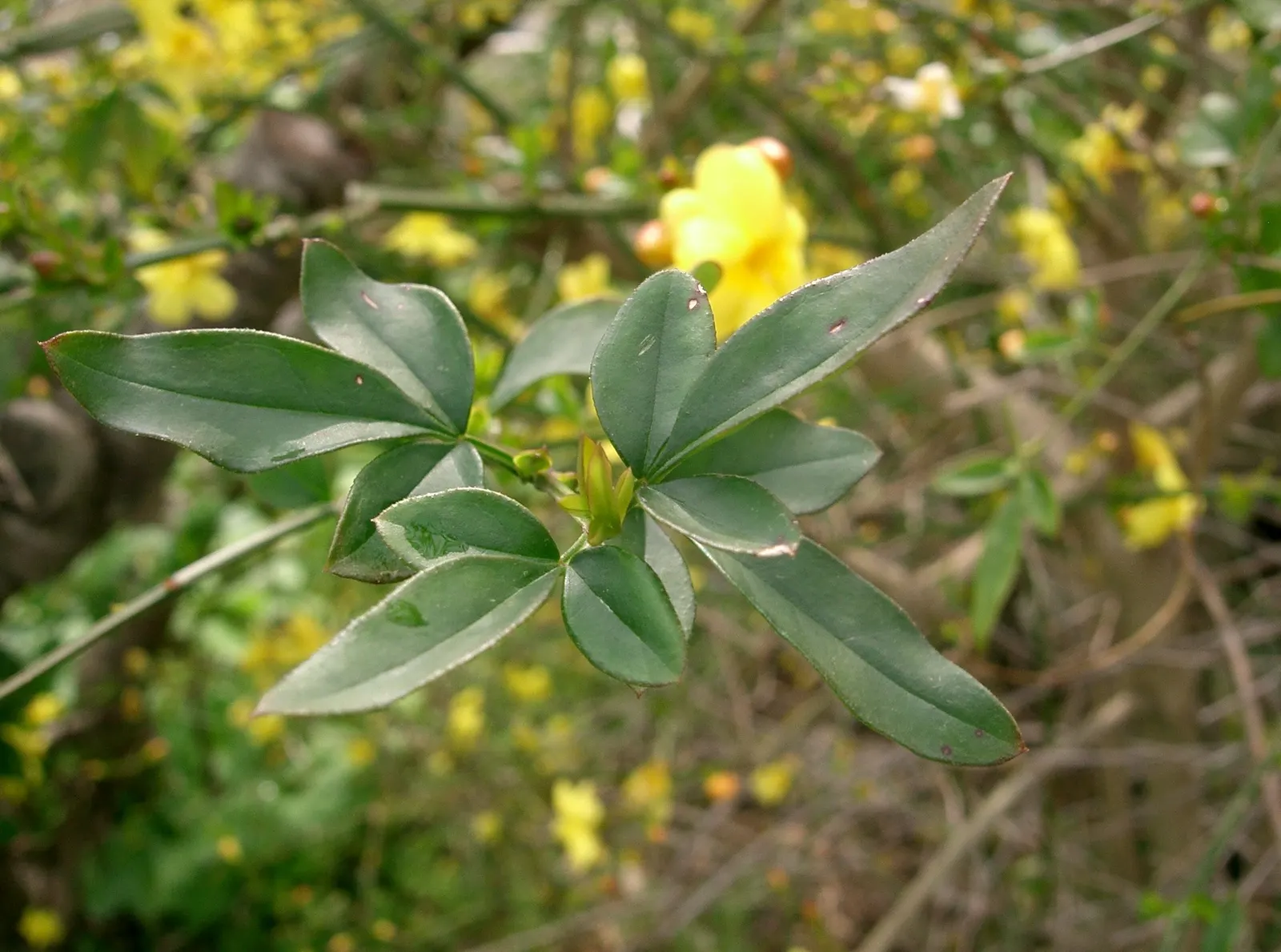 Primrose Jasmine (Jasminum Angulare) — scientifically known as Jasminum mesnyi and often referred to by the synonym Jasminum angulare