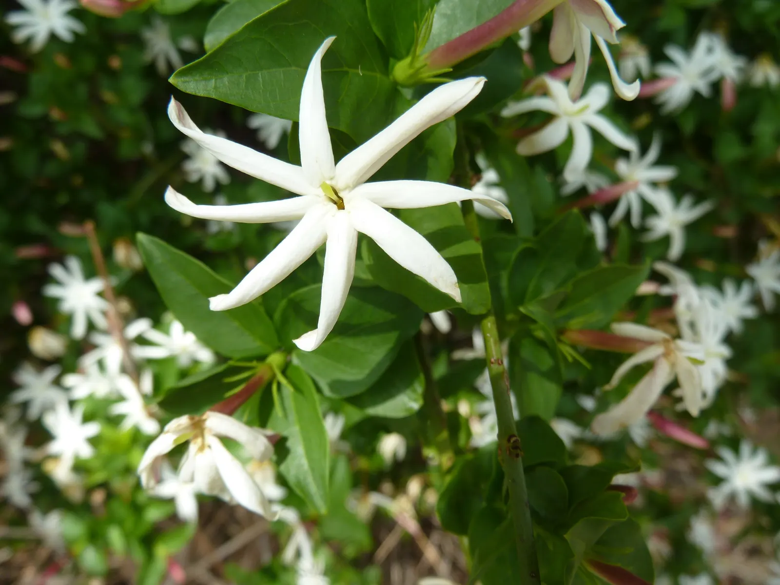 Primrose Jasmine (Jasminum Angulare) — Primrose Jasmine (Jasminum mesnyi); ideal for hedges or trellises, image 51