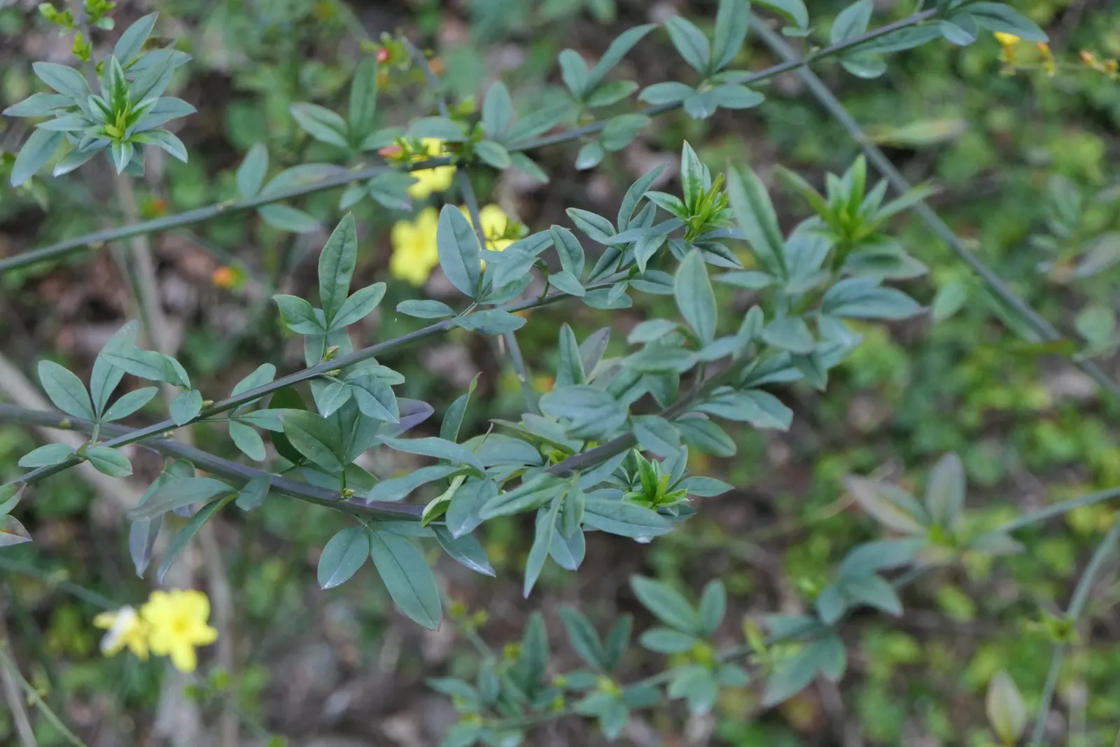 Primrose Jasmine (Jasminum Angulare) — This resilient jasmine species grows to a mature height of 4 to 10 feet and can spread equally wide; thriving in USDA