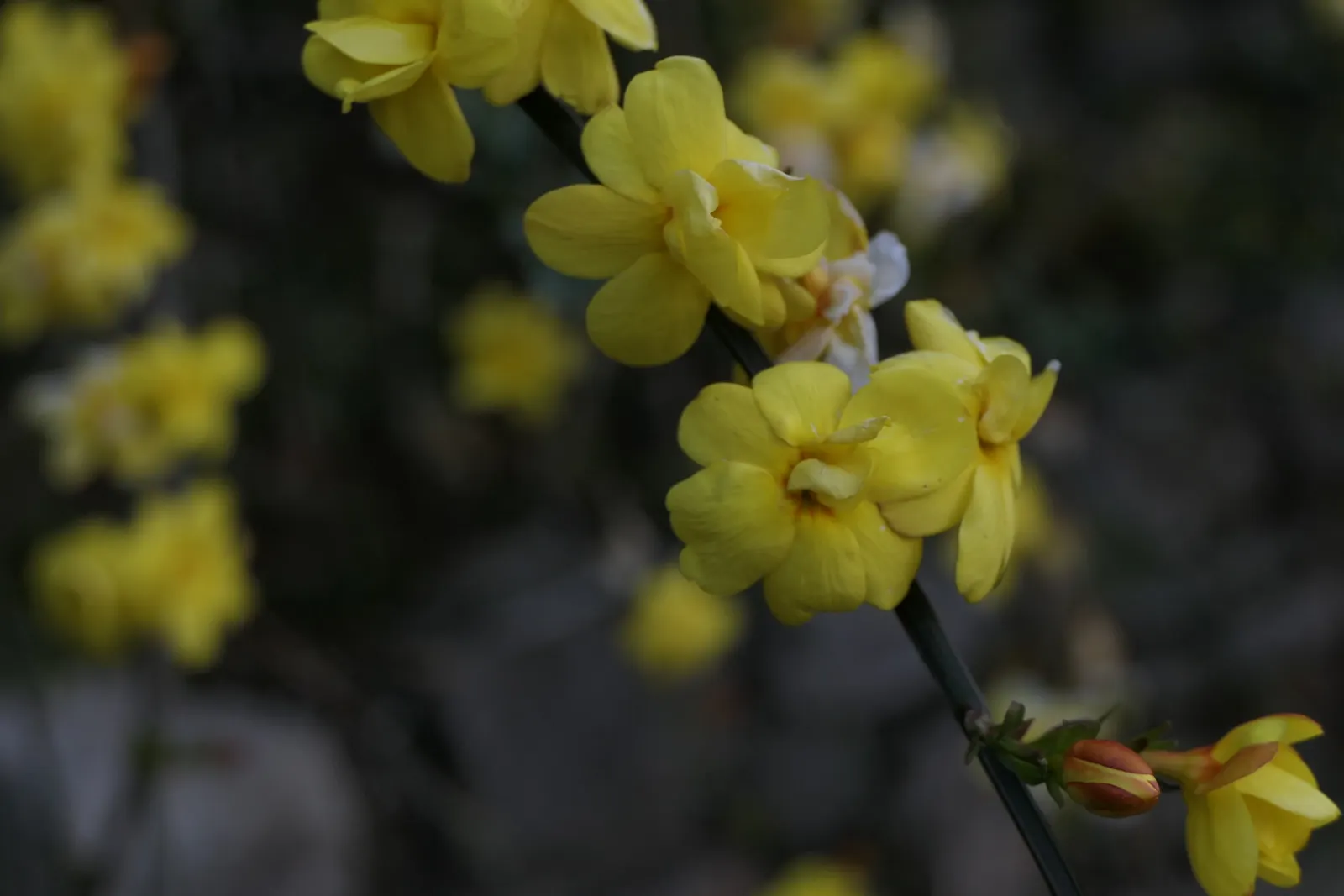 Primrose Jasmine (Jasminum Angulare) — present in loose clusters and exude a subtle; primarily for shaping and controlling size