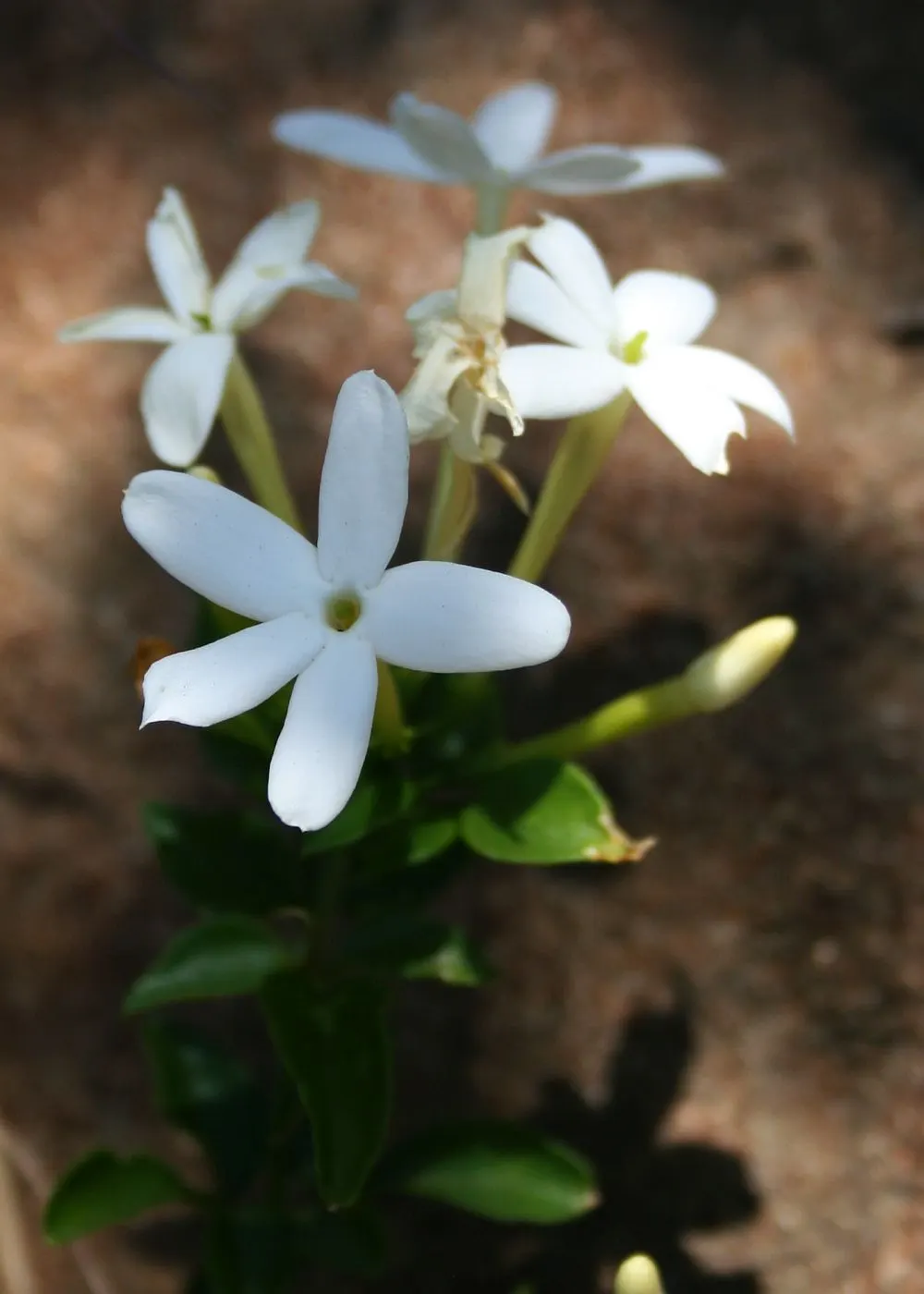 Primrose Jasmine (Jasminum Angulare) — white flowers in the garden; this resilient jasmine species grows to a mature height of 4 to 10 feet and can spread