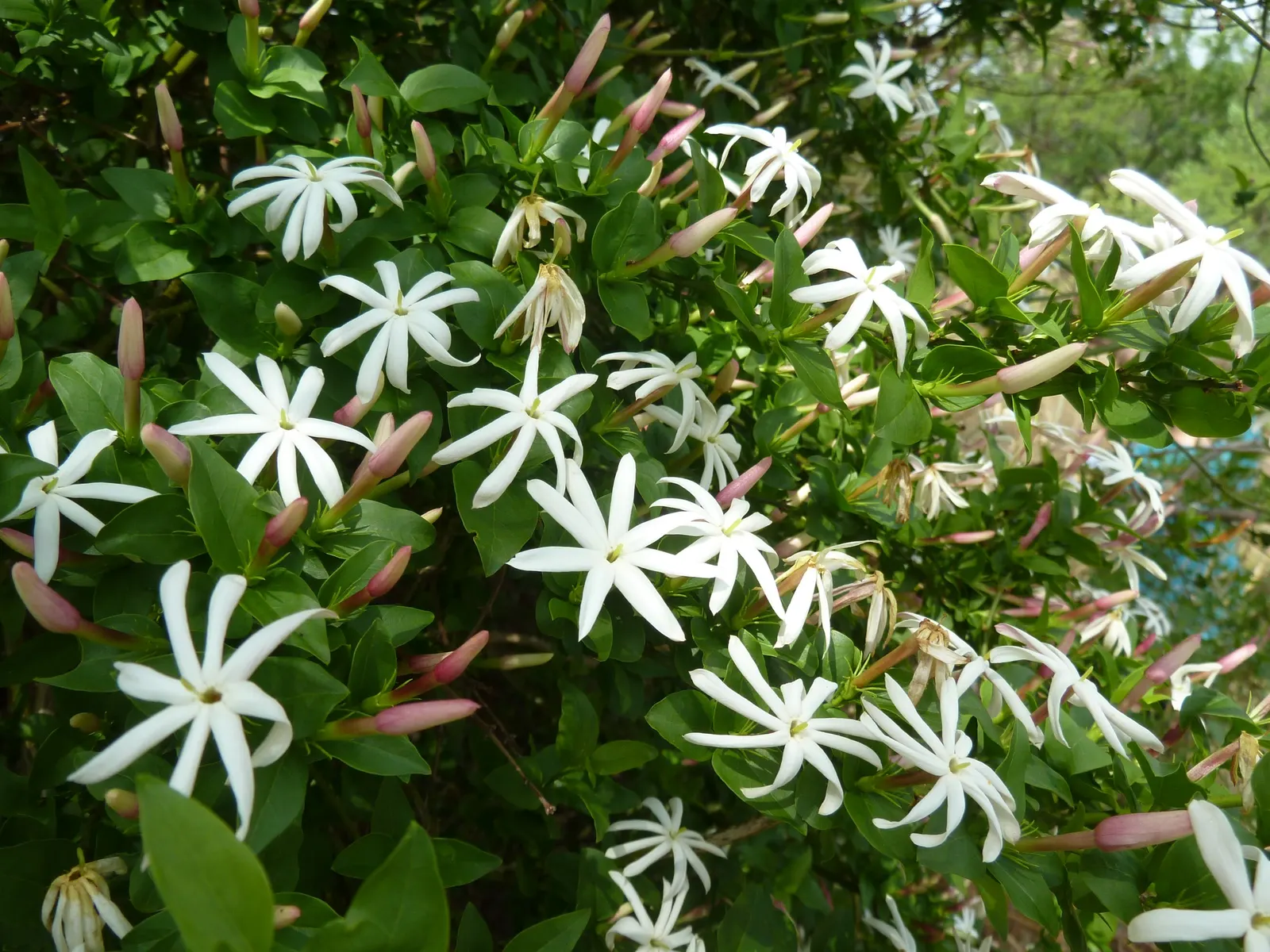 Primrose Jasmine (Jasminum Angulare) — inviting landscape design; primrose Jasmine (Jasminum mesnyi)