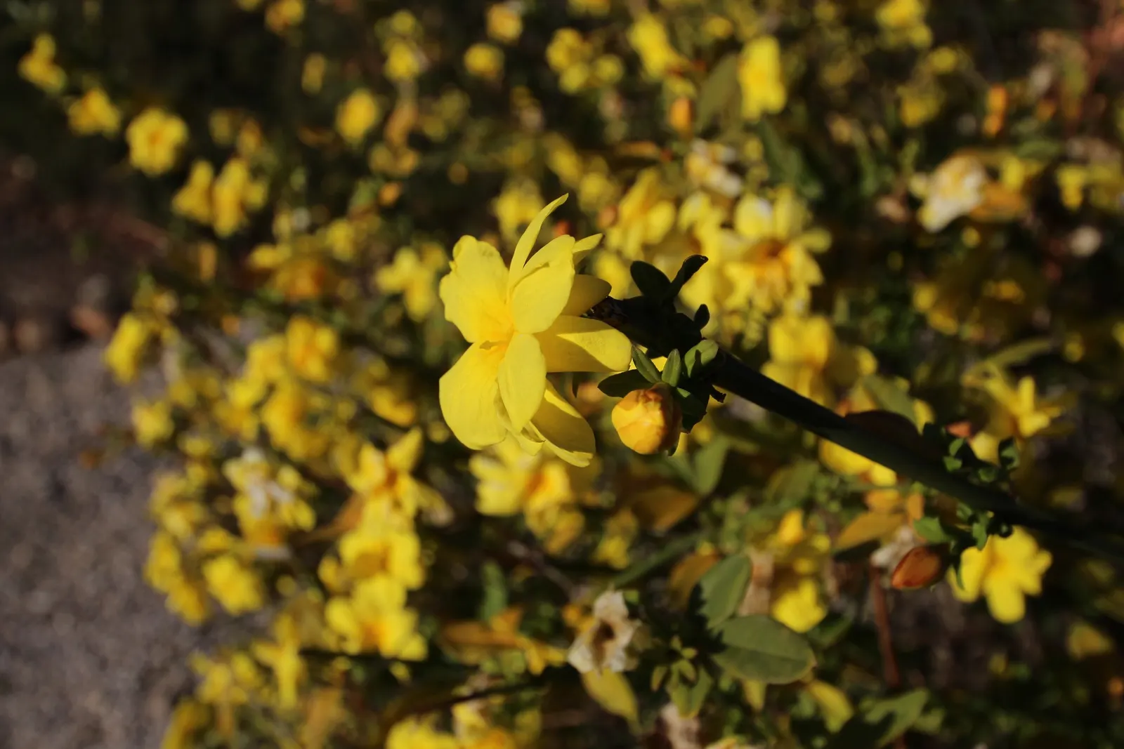 Primrose Jasmine (Jasminum Angulare) — Thriving in USDA zones 8-10, it requires well-draining soil, partial to full sun, and moderate watering
