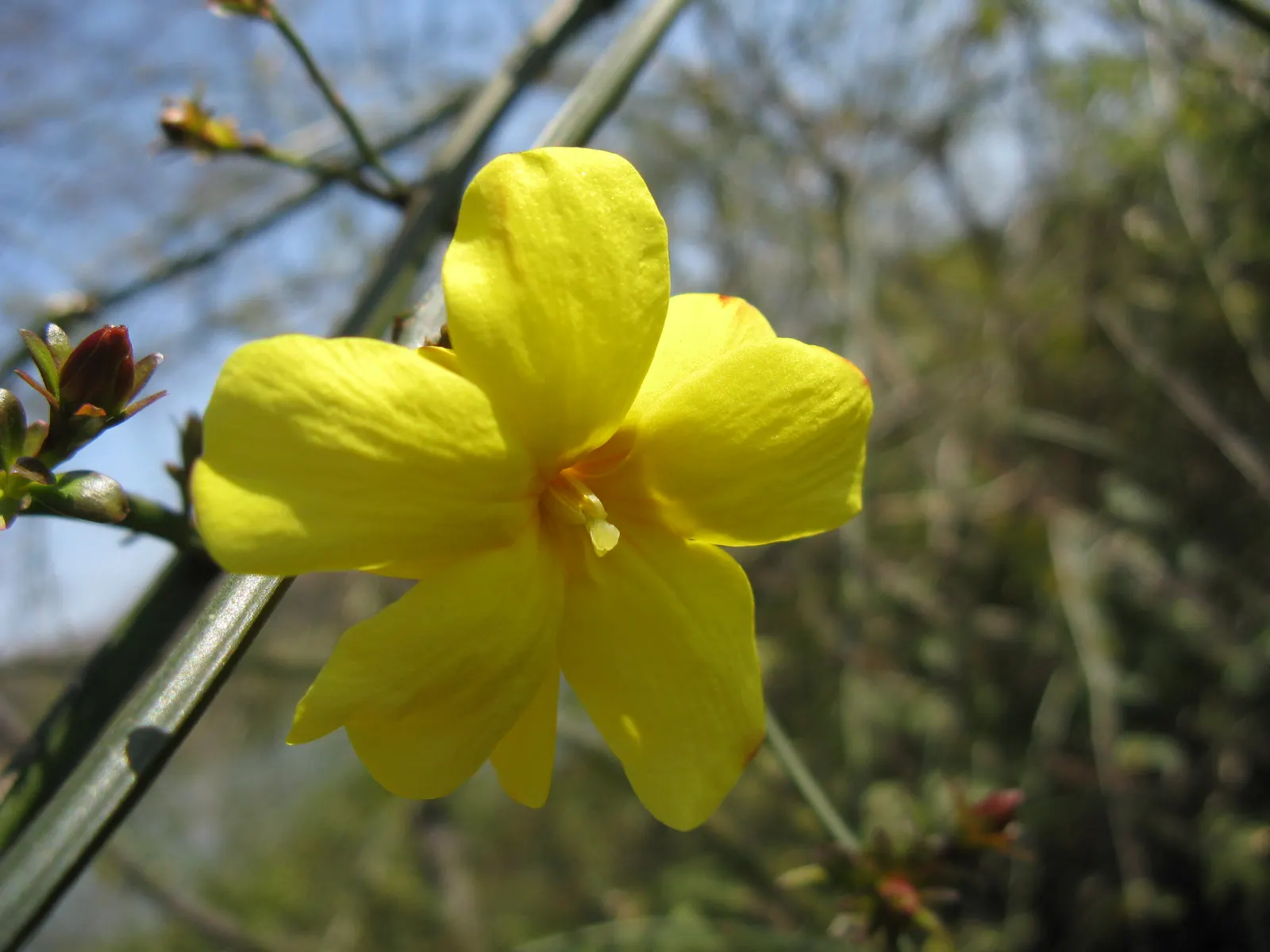 Primrose Jasmine (Jasminum Angulare) — full-bodied appearance to garden spaces.<br><br>Boasting arching