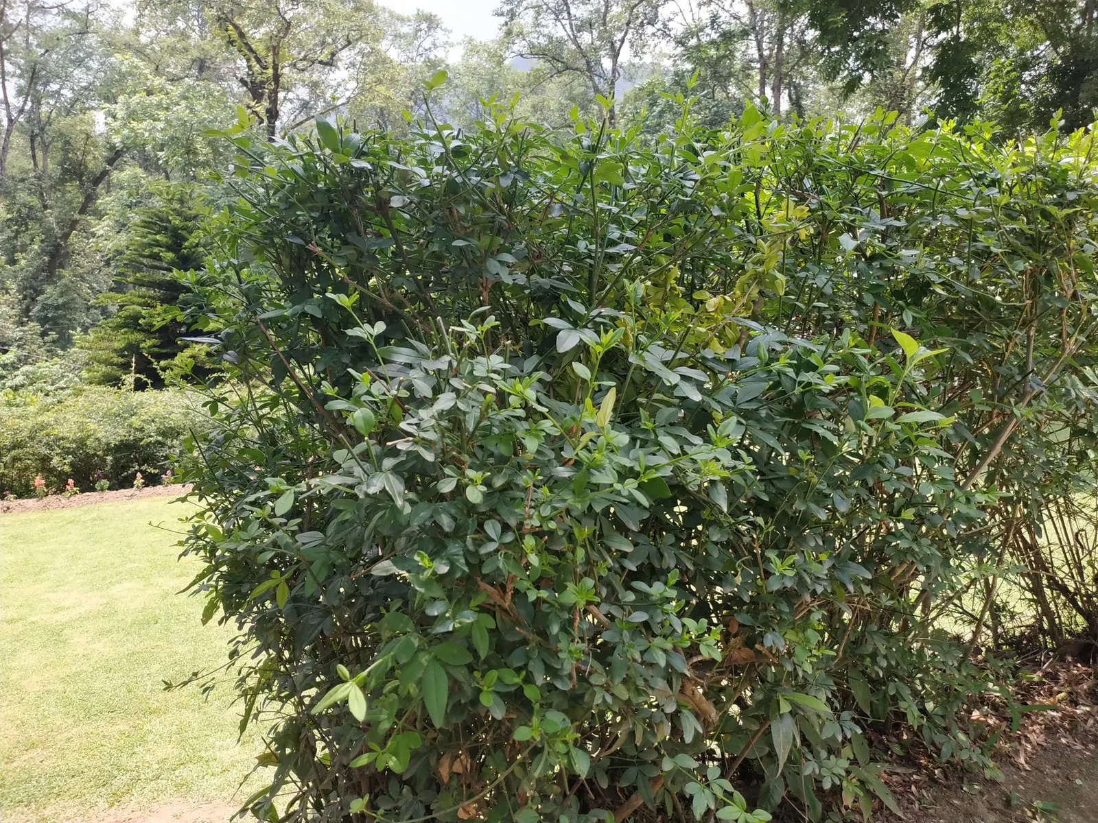 Primrose Jasmine (Jasminum Angulare) — Primrose Jasmine (Jasminum mesnyi)