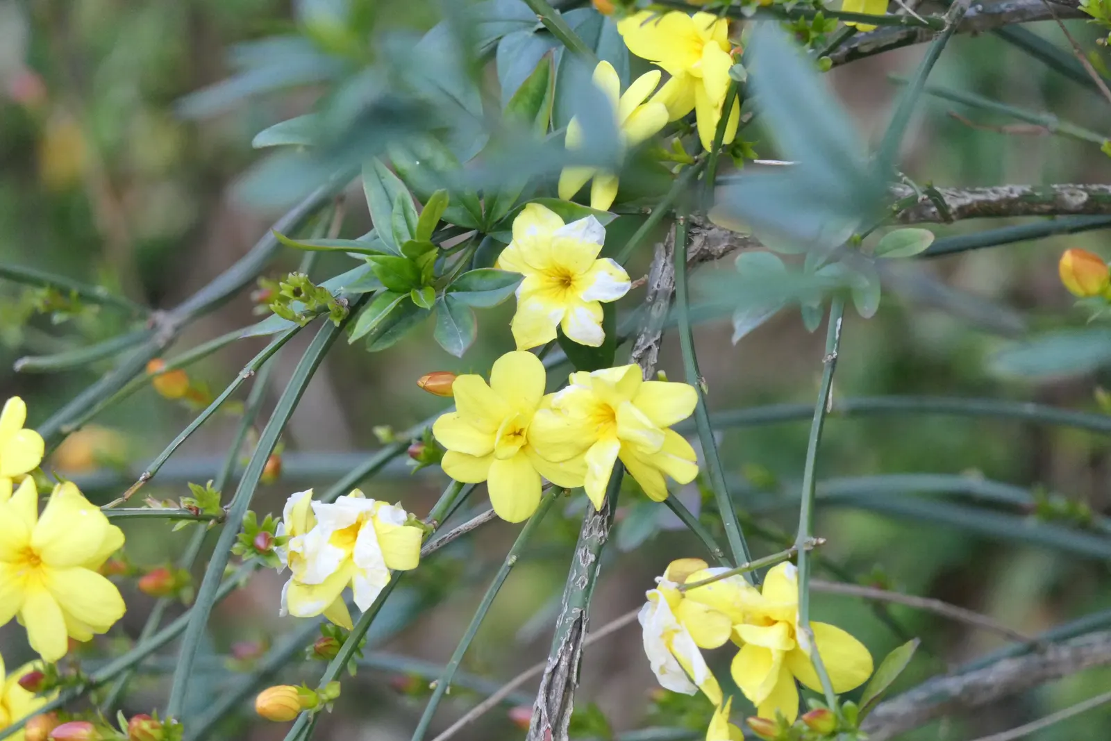 Primrose Jasmine (Jasminum Angulare) — this plant is versatile and adaptive; full-bodied appearance to garden spaces.<br><br>Boasting arching