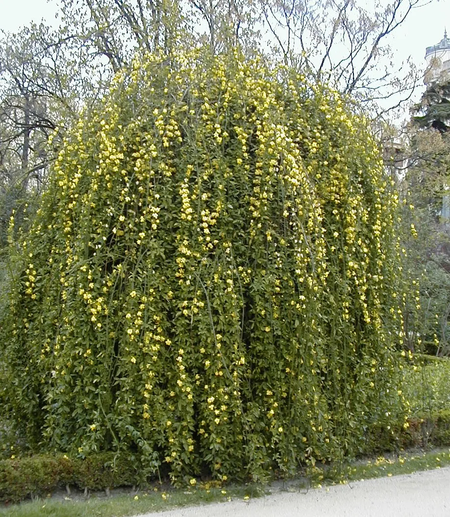 Primrose Jasmine (Jasminum Angulare) — This resilient jasmine species grows to a mature height of 4 to 10 feet and can spread equally wide