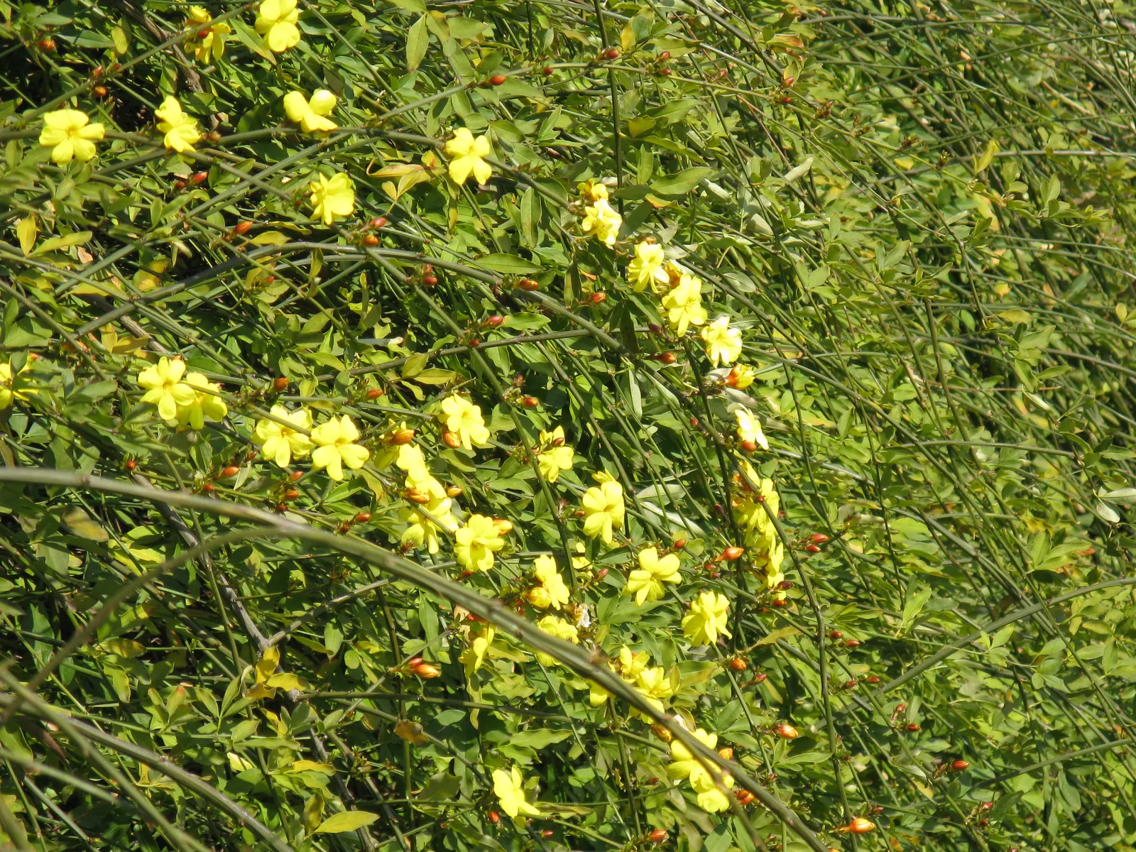Primrose Jasmine (Jasminum Angulare) — the Primrose Jasmine is adorned with bright