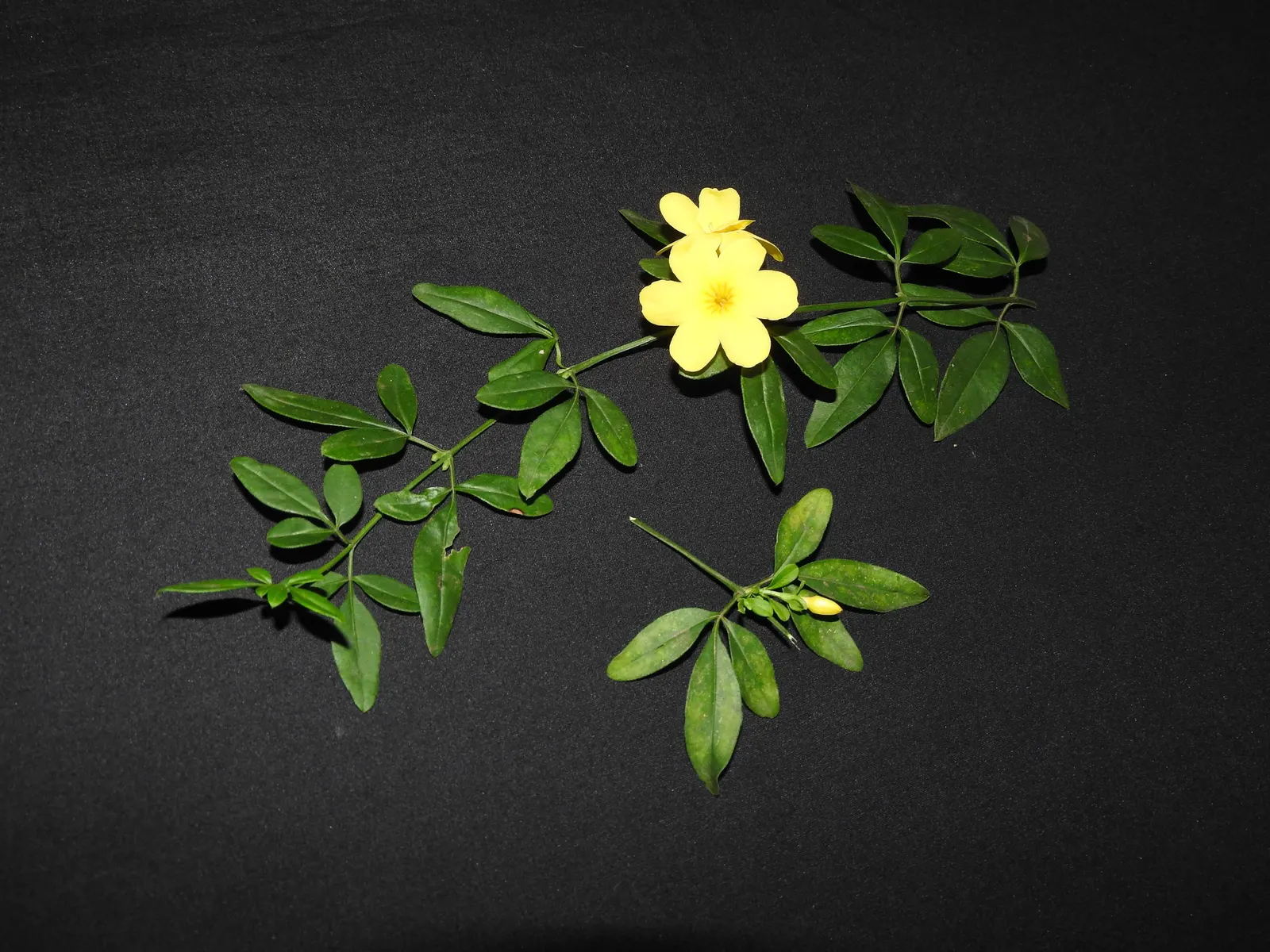 Primrose Jasmine (Jasminum Angulare) — its low-maintenance nature and moderate growth rate make it a delightful addition to temperate gardens