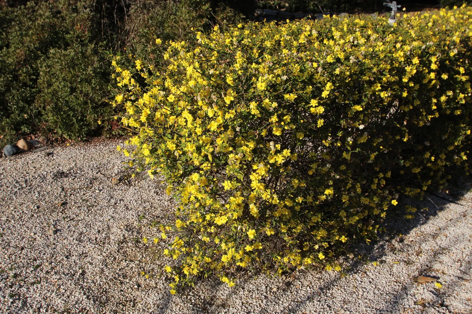 Primrose Jasmine (Jasminum Angulare) — shrub with white blooms; pleasant fragrance that enhances outdoor living spaces.<br><br>Preferring full sun to partial