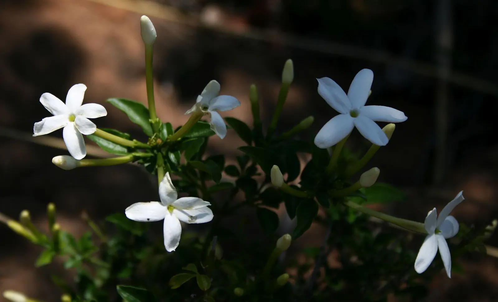 Primrose Jasmine (Jasminum Angulare) — shrub for full or half; inviting landscape design