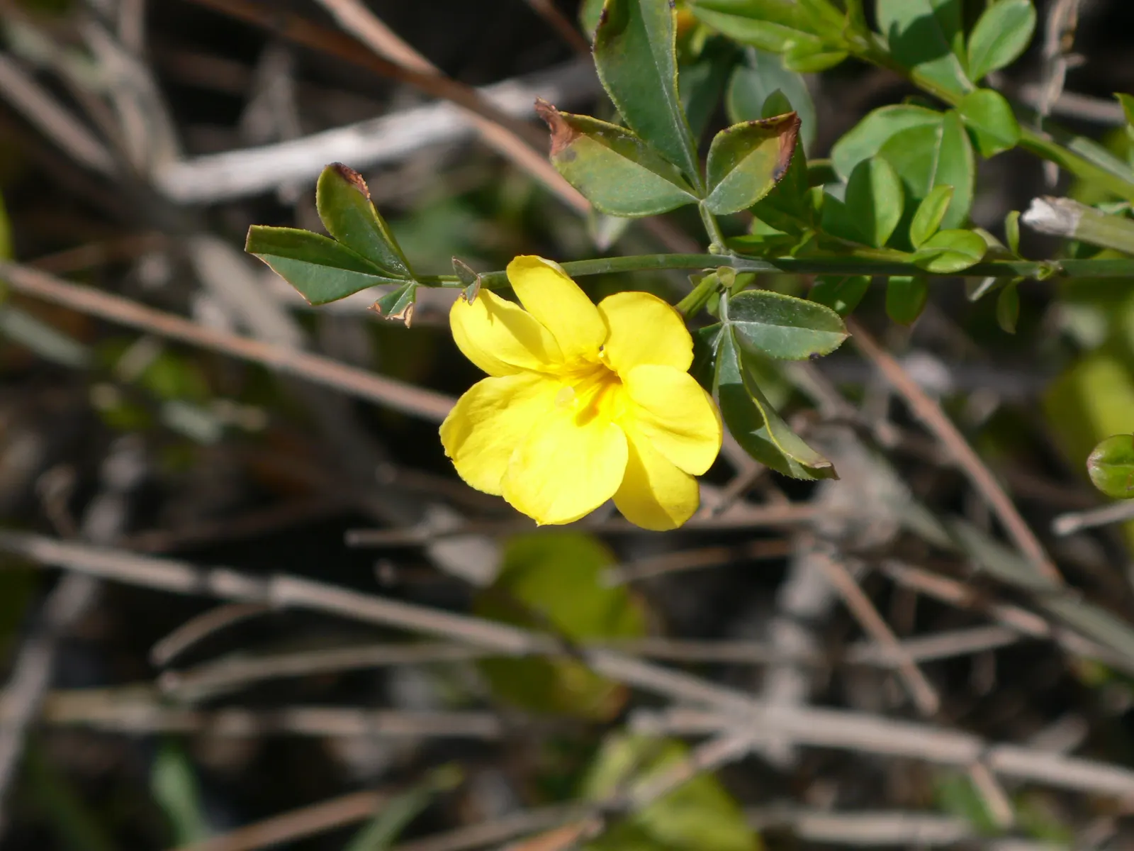 Primrose Jasmine (Jasminum Angulare) — green stems that give it an informal