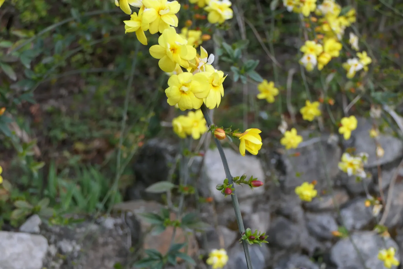 Primrose Jasmine (Jasminum Angulare) — pleasant fragrance that enhances outdoor living spaces.<br><br>Preferring full sun to partial shade; graces landscapes