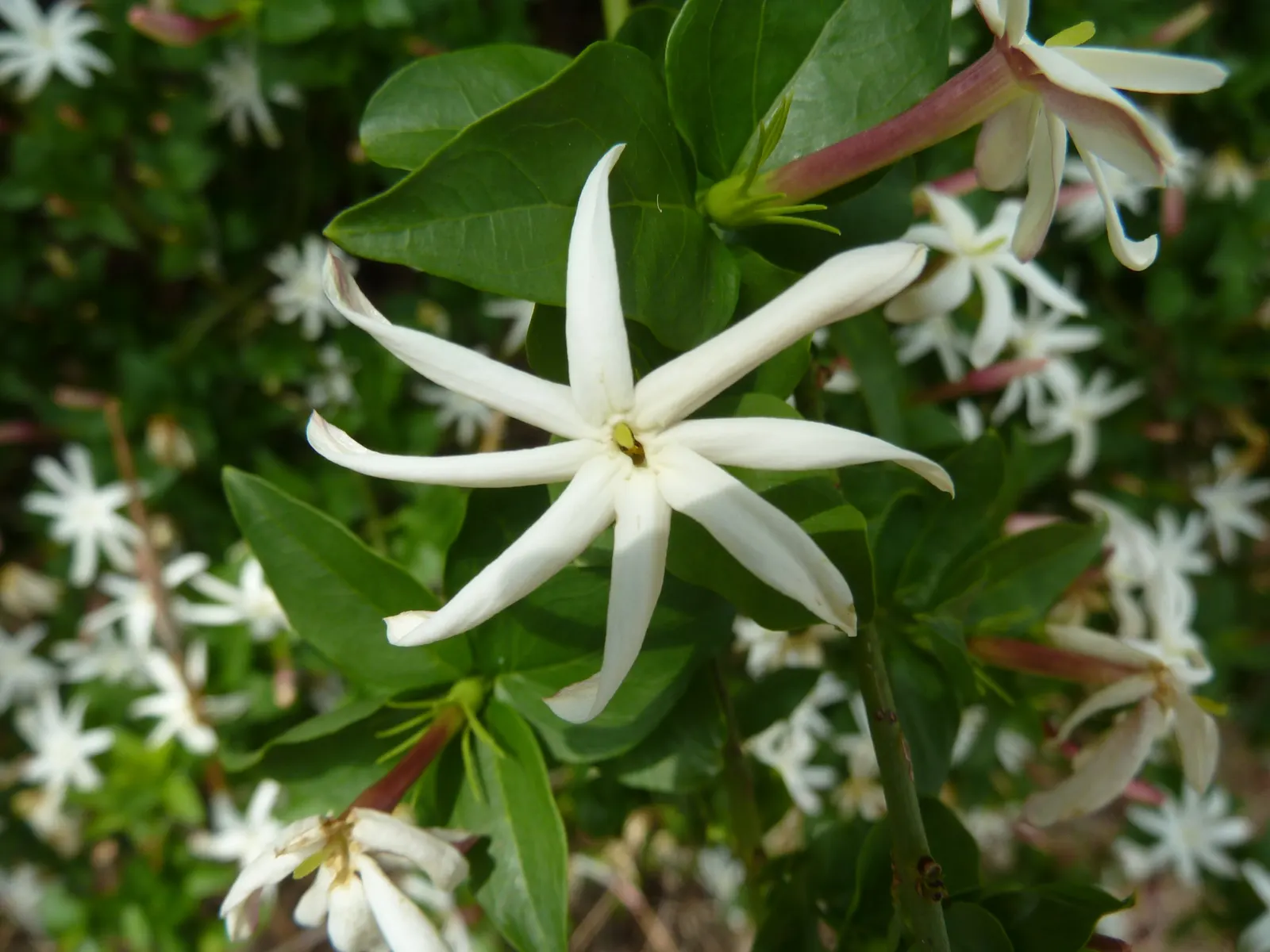 Primrose Jasmine (Jasminum Angulare) — Minimal pruning is needed; its low-maintenance nature and moderate growth rate make it a delightful addition to